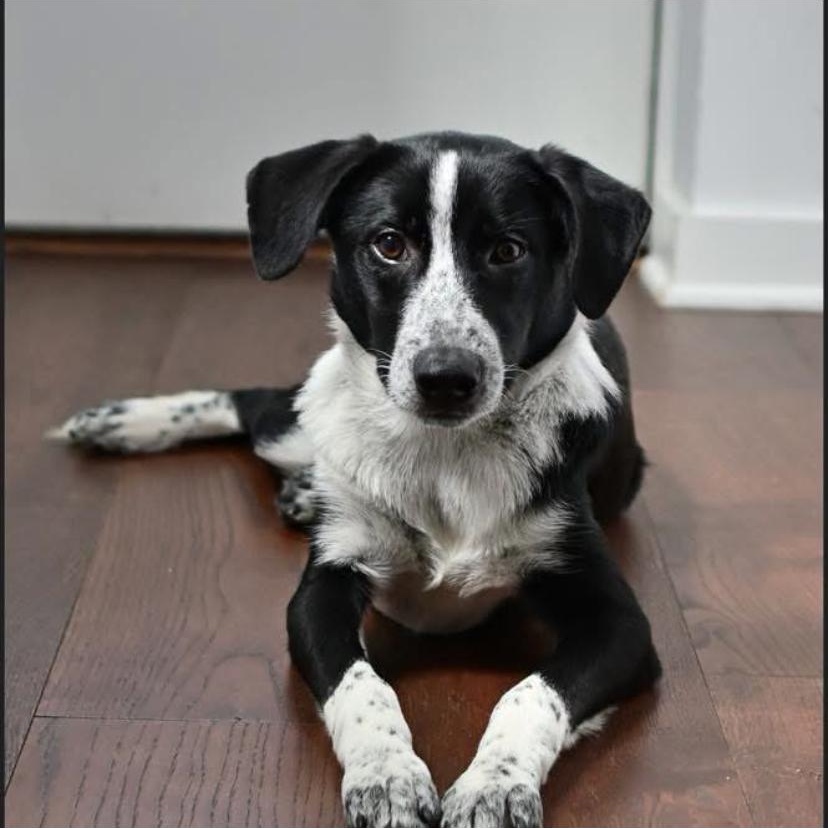 Jasper, ADOPTABLE, Puppy Male Australian Cattle Dog / Blue Heeler & Border Collie.