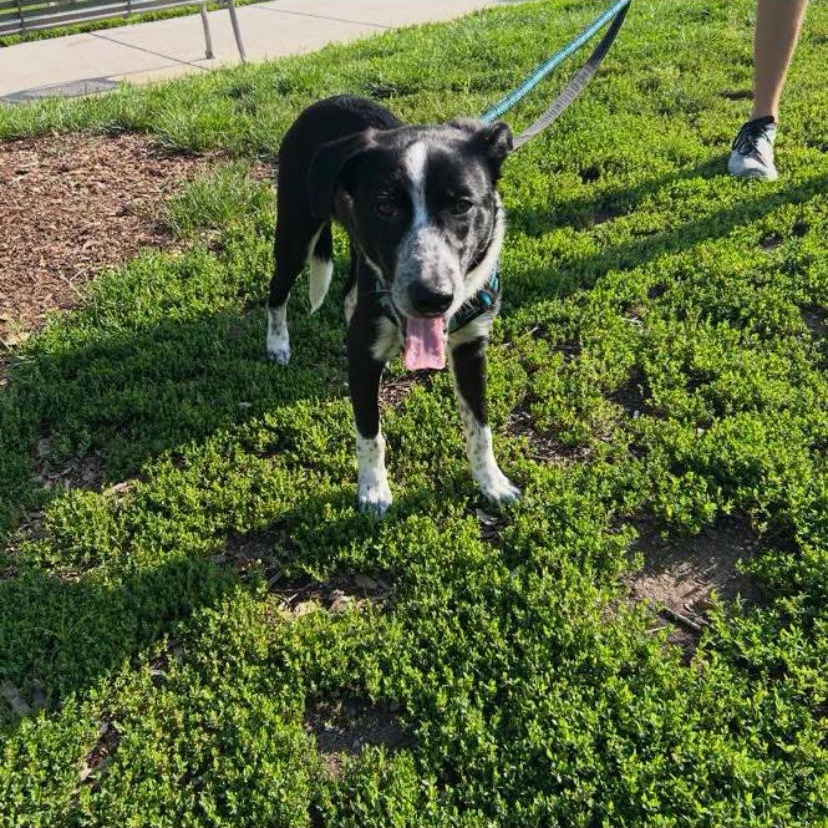 Jasper, a ADOPTABLE mixed breed in Philadelphia, PA image 5/6