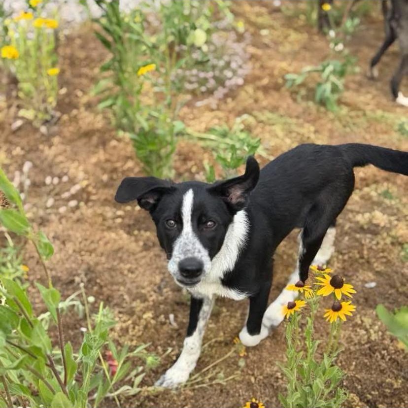 Jasper, a ADOPTABLE mixed breed in Philadelphia, PA image 6/6