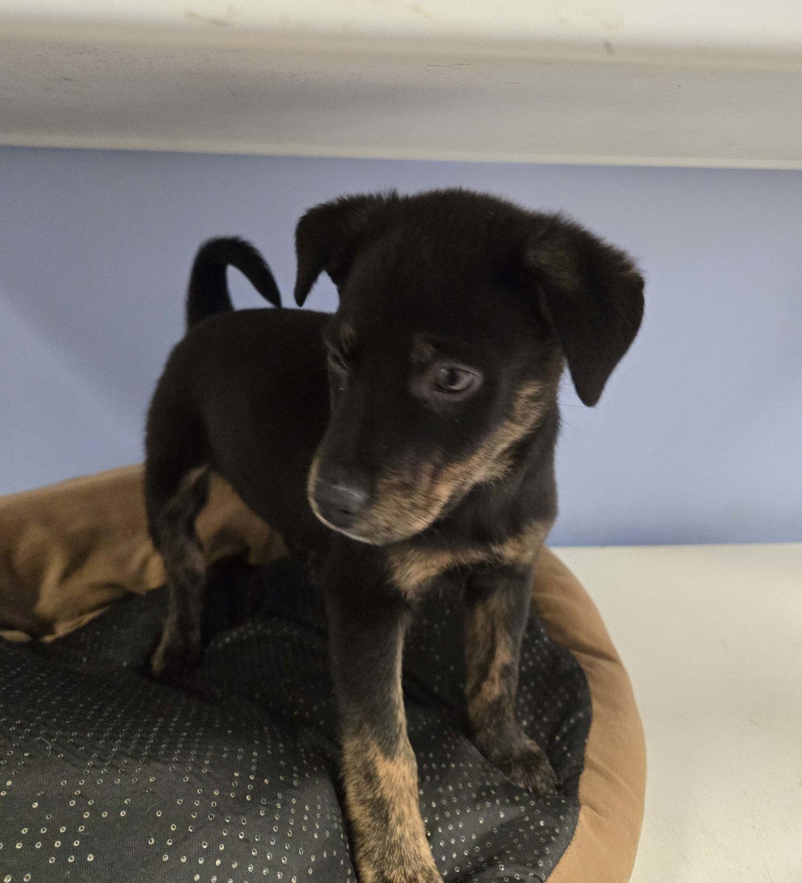 Oliver, Adopted, Puppy Male Mixed Breed.
