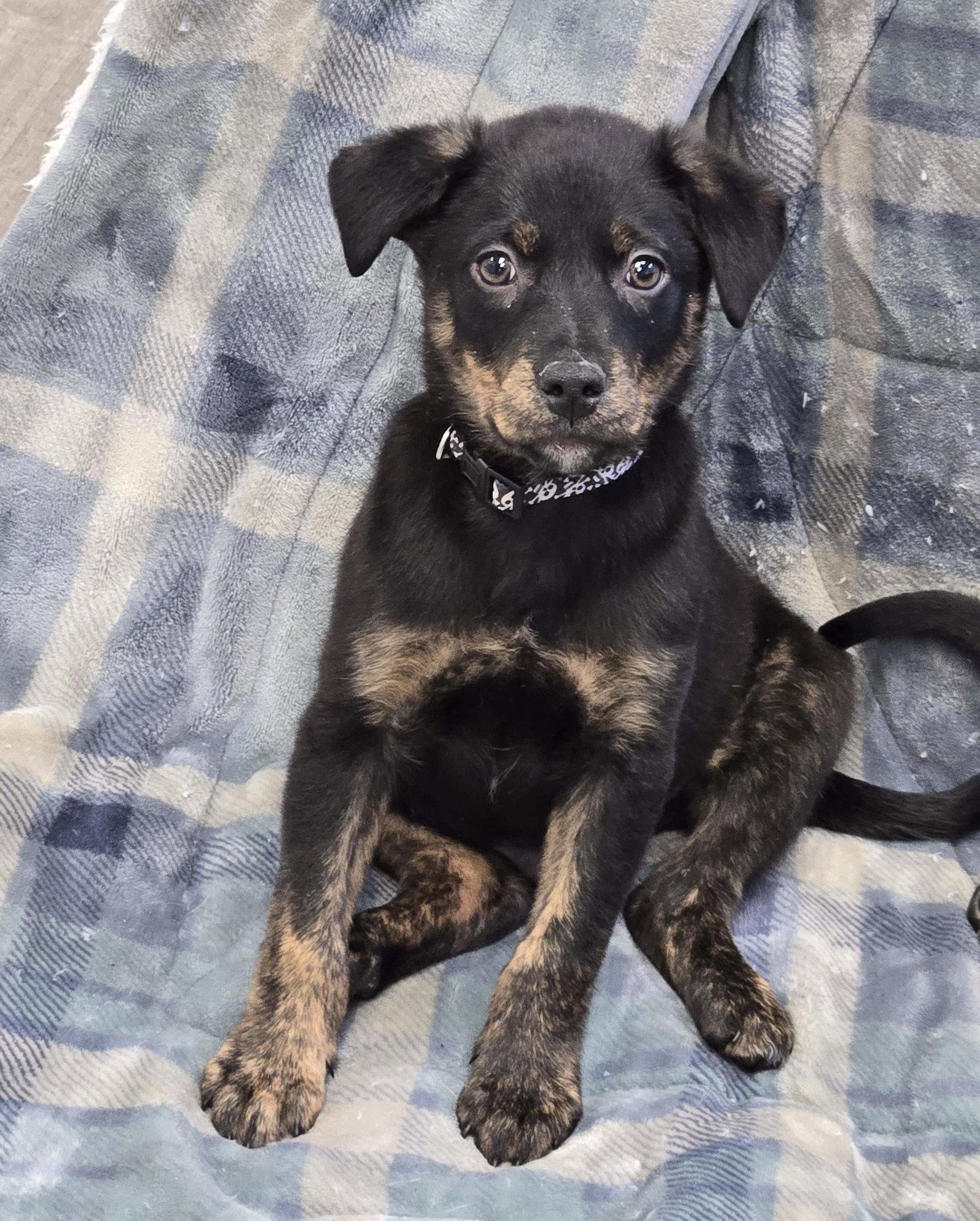 Enlarge Oliver, a Adopted Mixed Breed in Cliffwood, NJ image 2/3