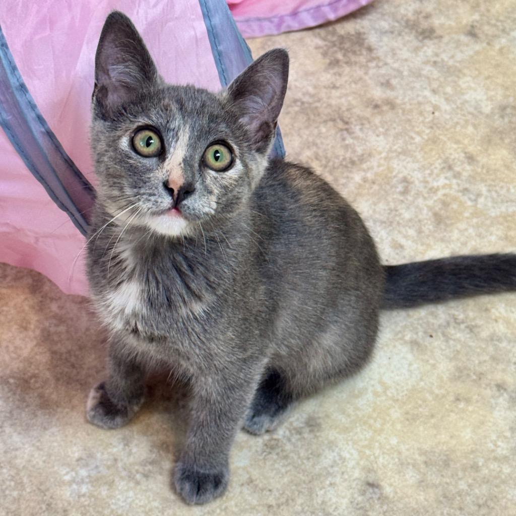 Bug, Adoptable, Kitten Female Domestic Short Hair.