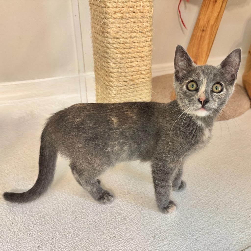 Enlarge Bug, a Adoptable mixed breed in Cambria, CA image 2/6