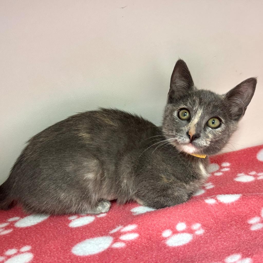 Enlarge Bug, a Adoptable mixed breed in Cambria, CA image 3/6