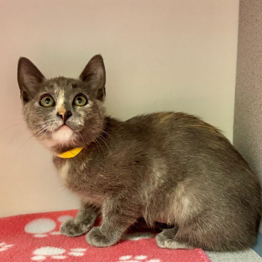 Enlarge Bug, a Adoptable mixed breed in Cambria, CA image 4/6
