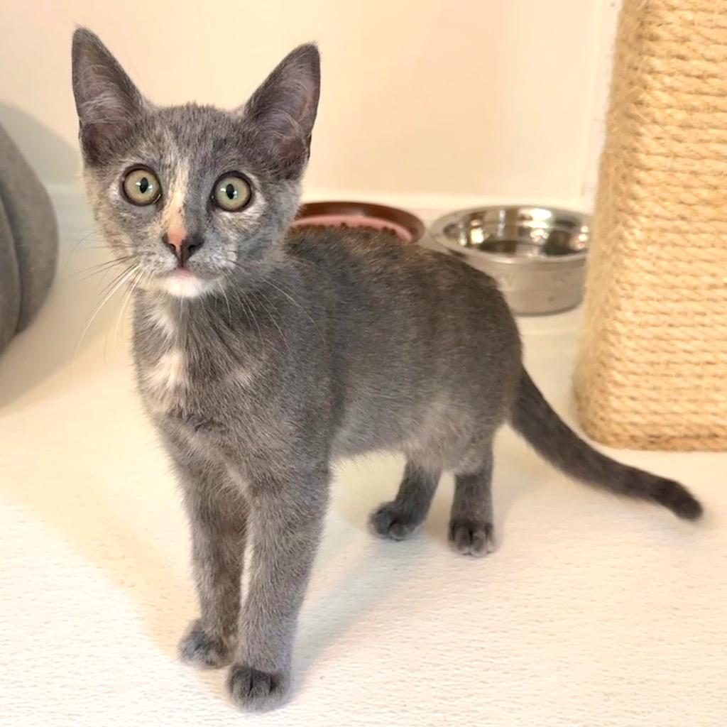 Enlarge Bug, a Adoptable mixed breed in Cambria, CA image 5/6