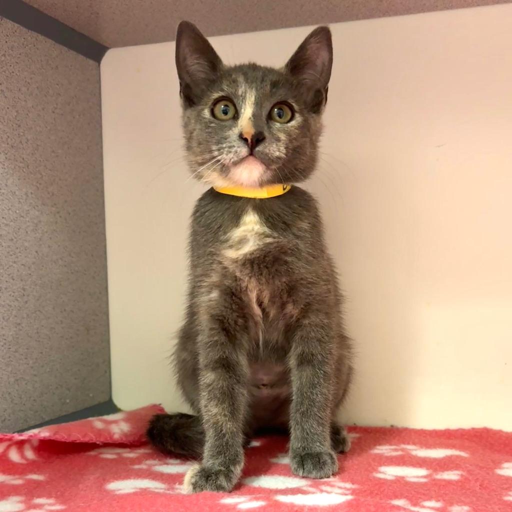 Enlarge Bug, a Adoptable mixed breed in Cambria, CA image 6/6