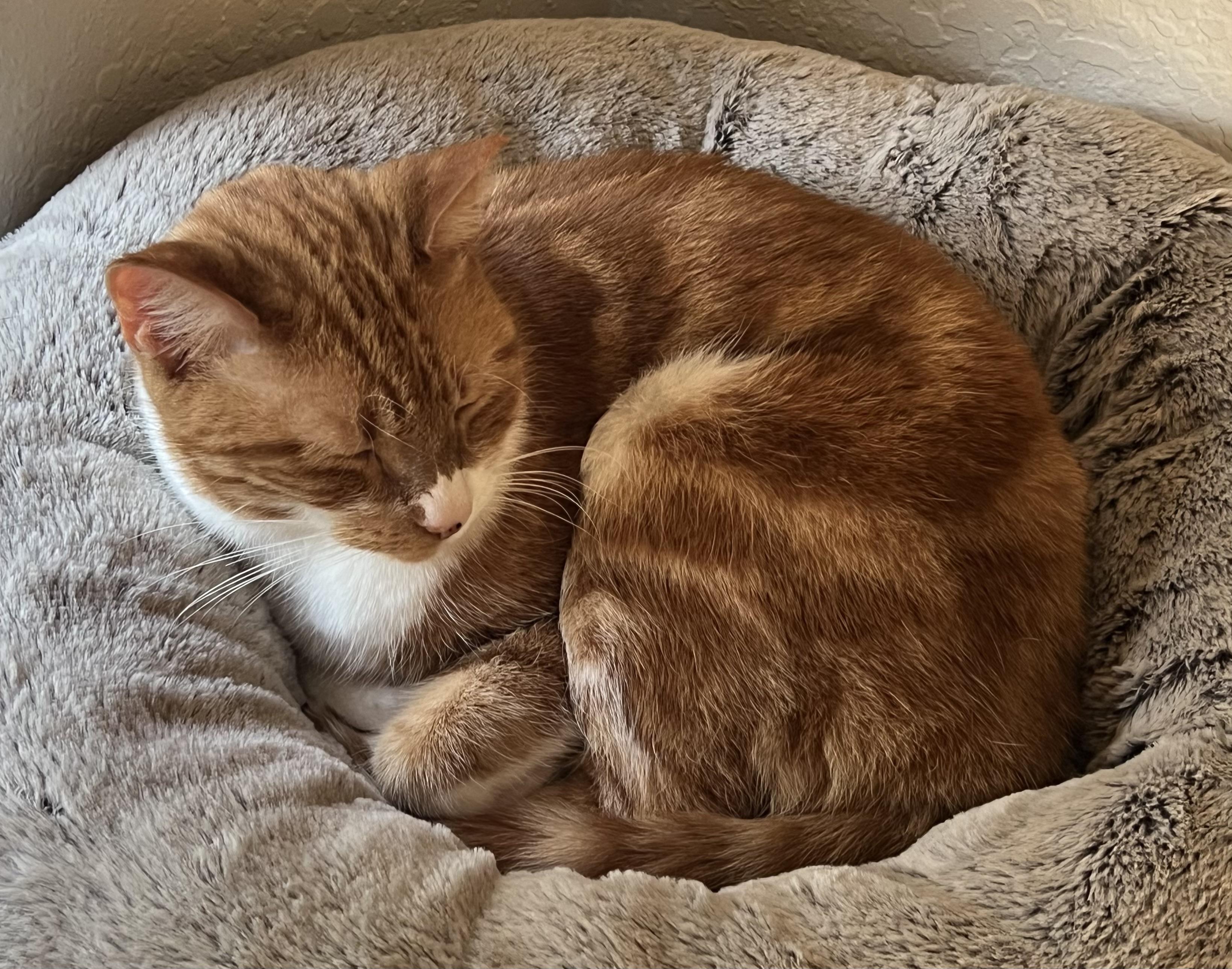 Enlarge Lilly, a Adoptable Domestic Short Hair in Tallahassee, FL image 2/6
