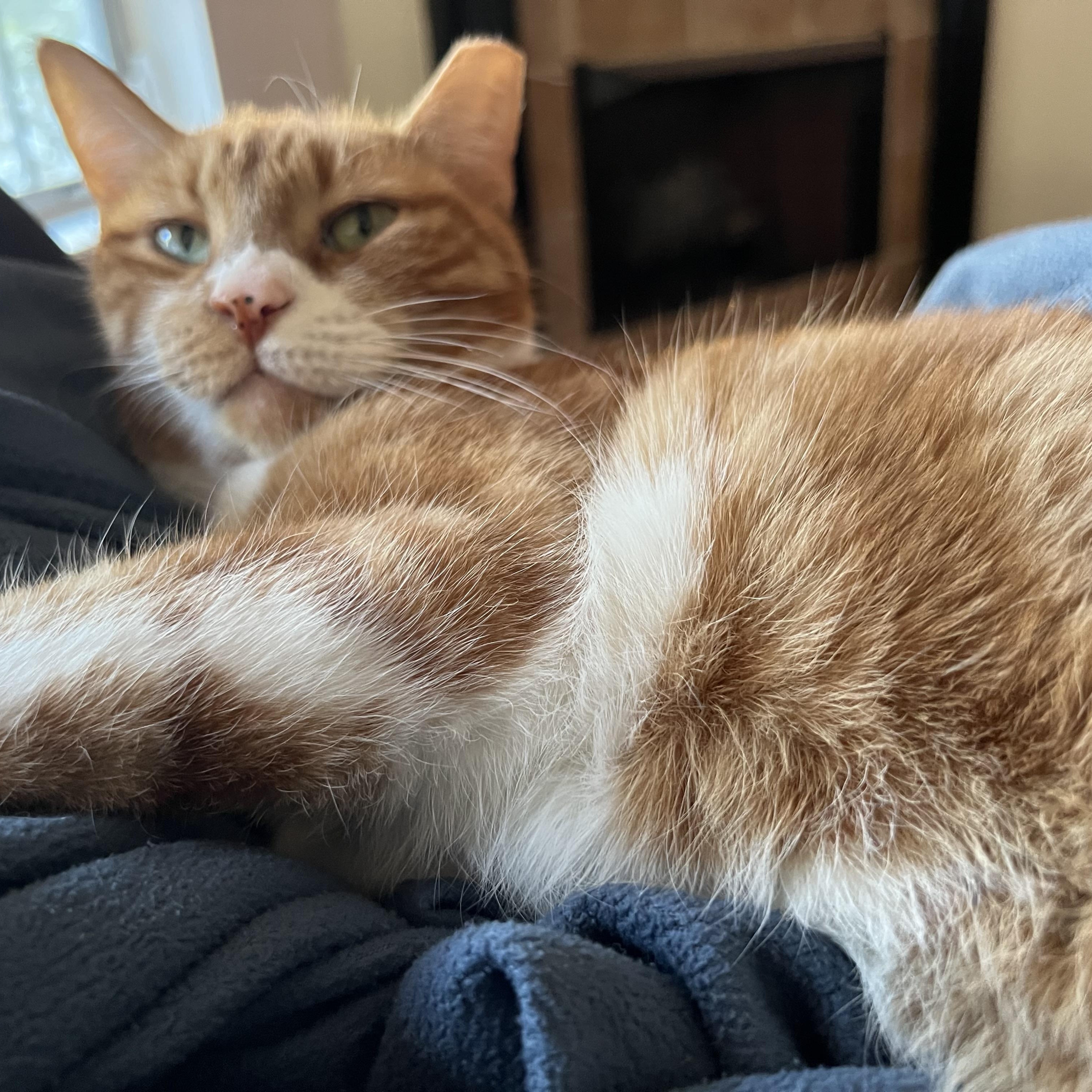 Enlarge Lilly, a Adoptable Domestic Short Hair in Tallahassee, FL image 4/6
