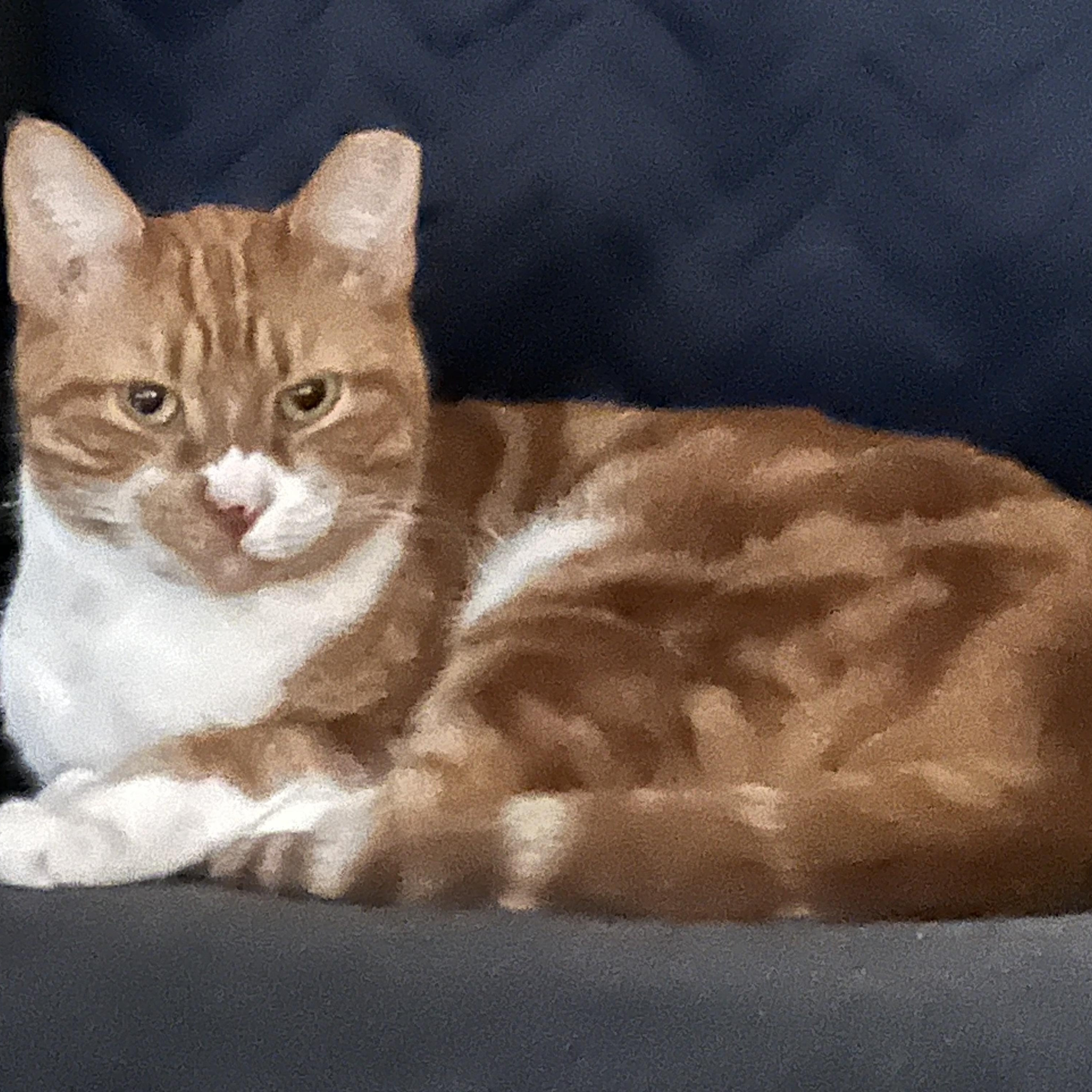 Enlarge Lilly, a Adoptable Domestic Short Hair in Tallahassee, FL image 5/6