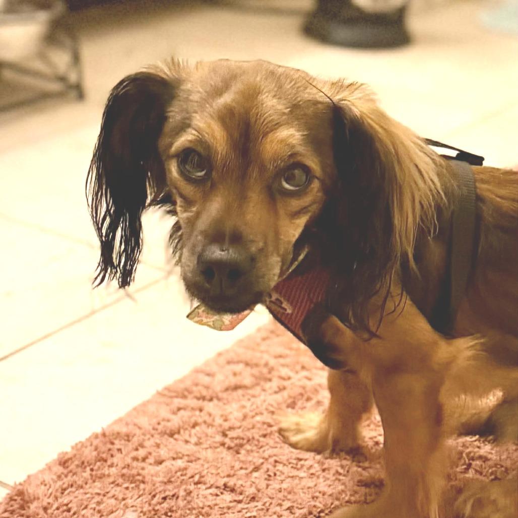 Enlarge Fabio, a Adoptable mixed breed in Katy, TX image 1/3