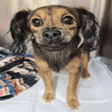 Enlarge Fabio, a Adoptable mixed breed in Katy, TX image 2/3