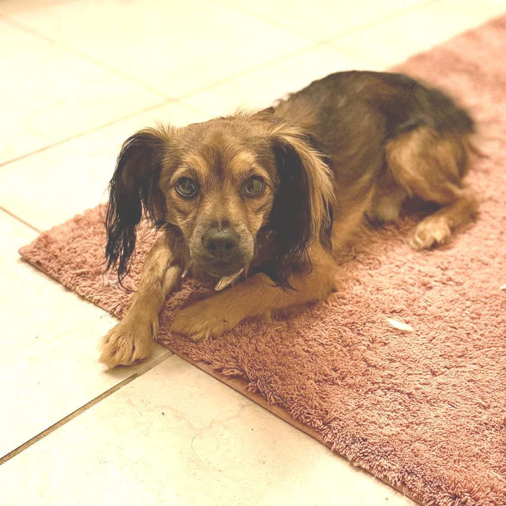 Enlarge Fabio, a Adoptable mixed breed in Katy, TX image 3/3