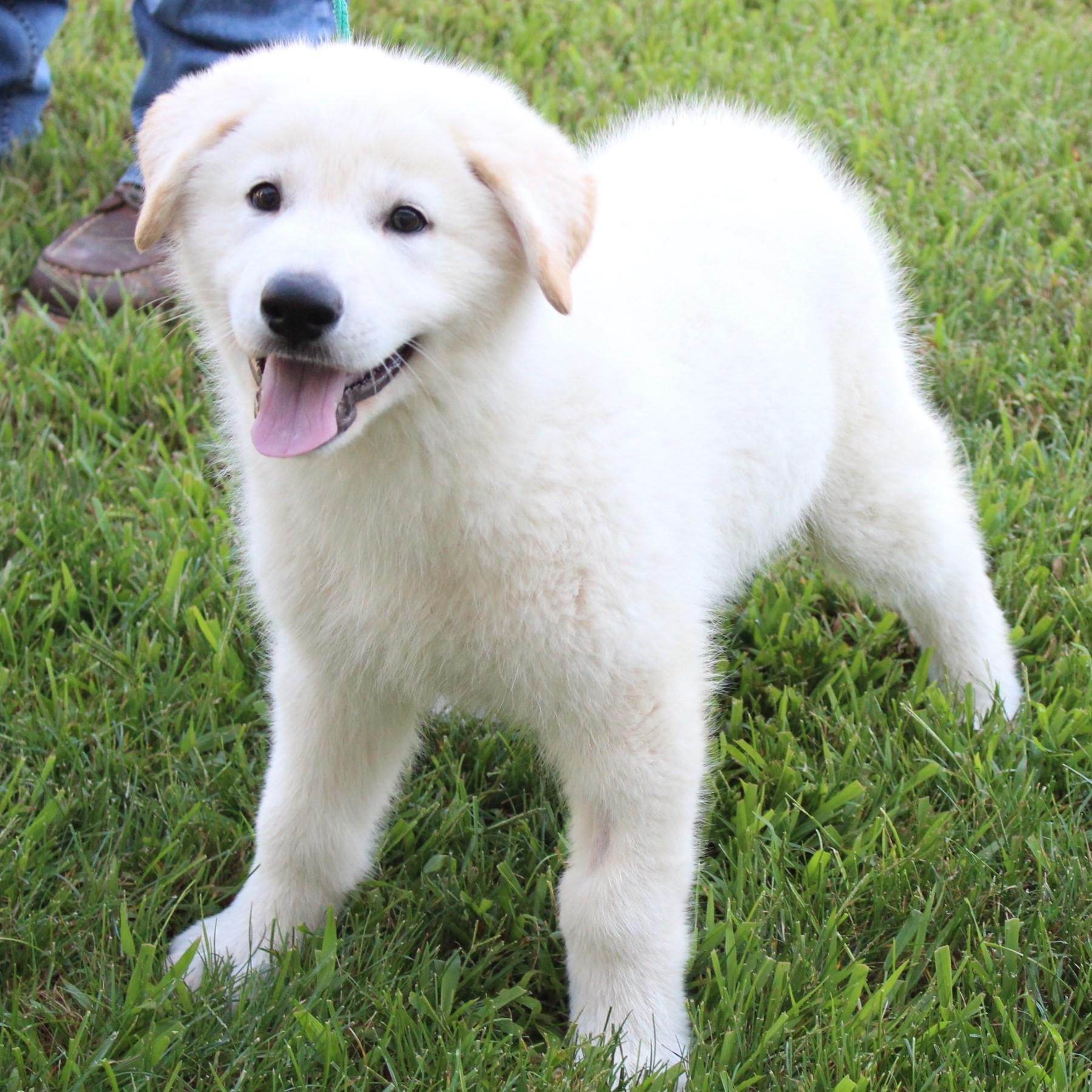 Enlarge Micky, a Adopted mixed breed in Eaton, OH image 6/6
