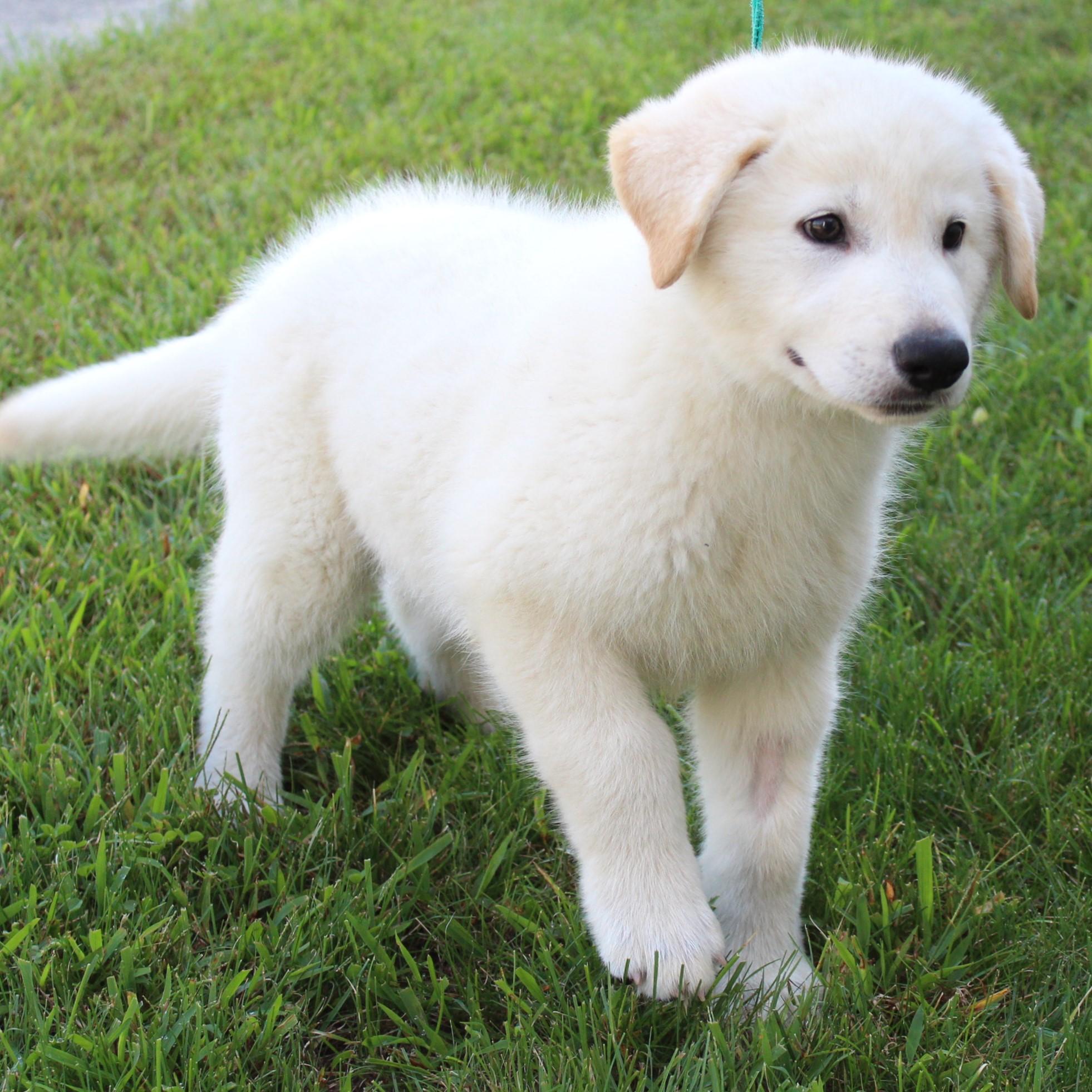 Enlarge Micky, a Adopted mixed breed in Eaton, OH image 4/6