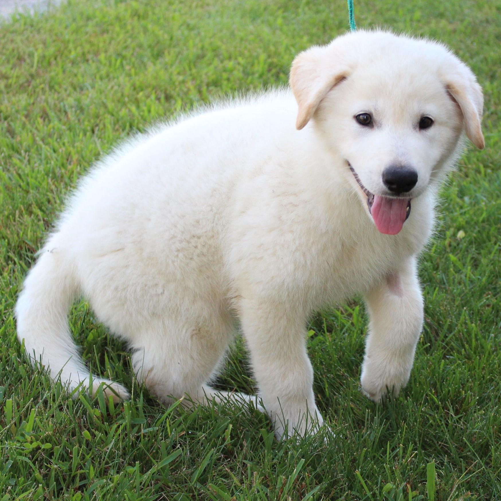 Enlarge Micky, a Adopted mixed breed in Eaton, OH image 2/6