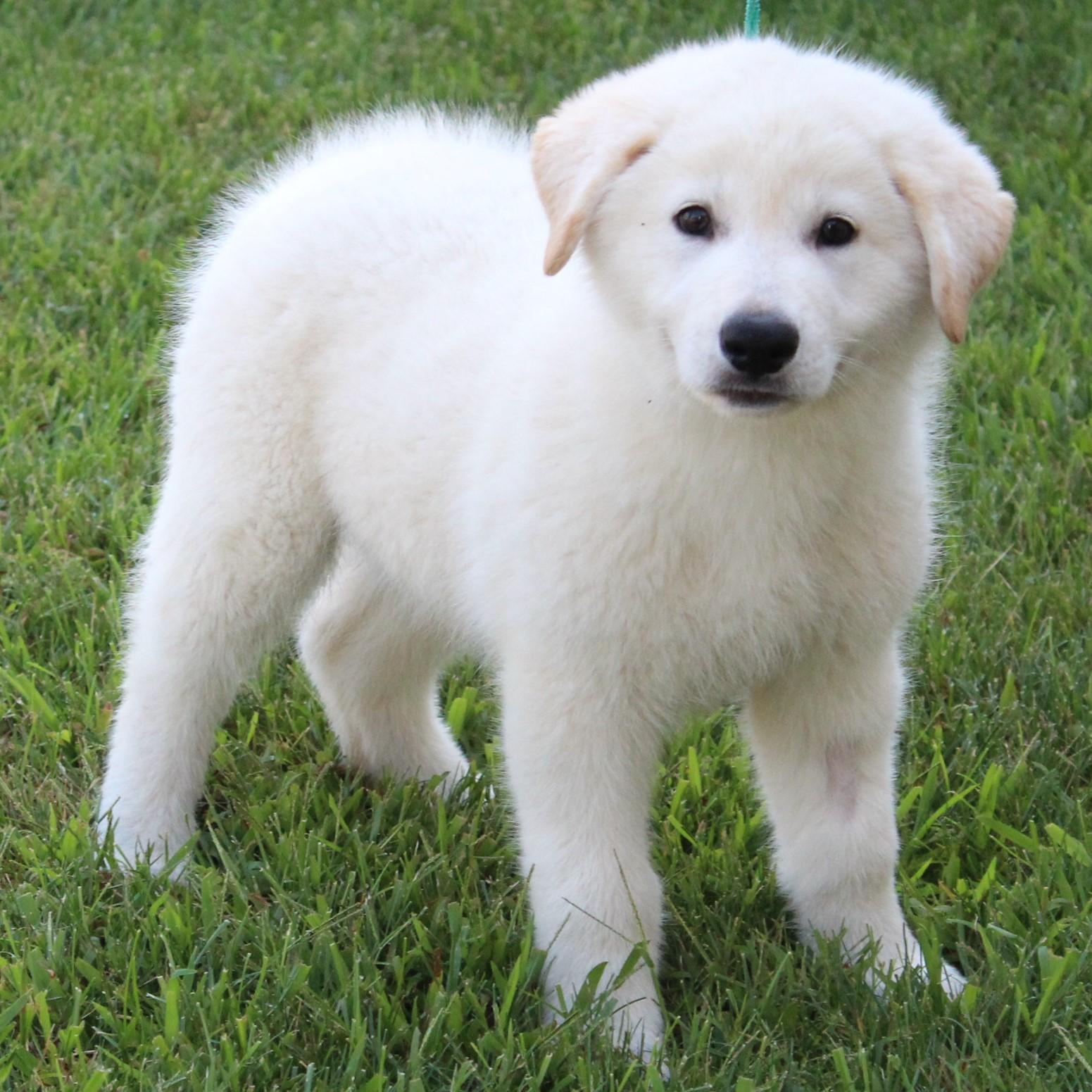 Enlarge Micky, a Adopted mixed breed in Eaton, OH image 5/6