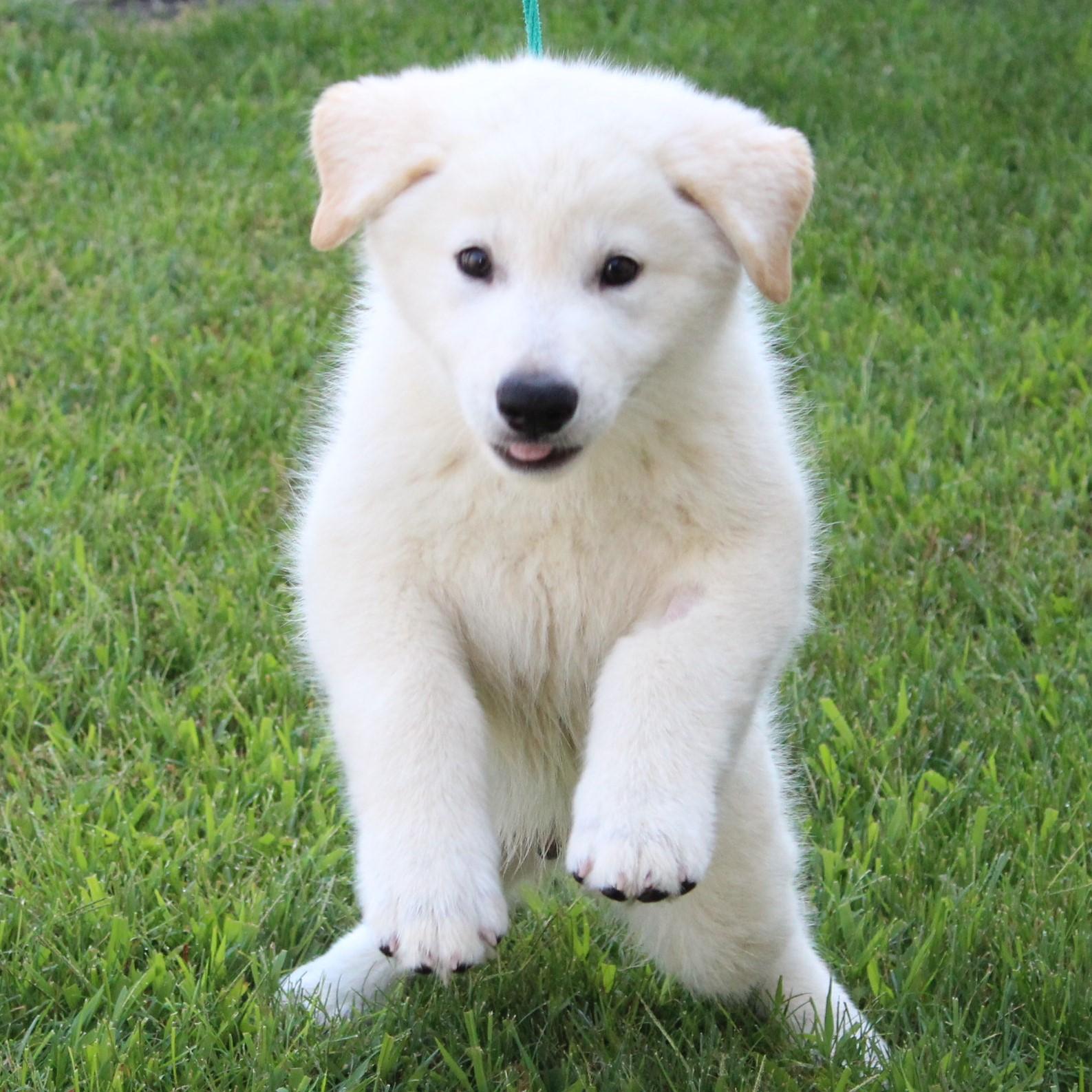 Enlarge Micky, a Adopted mixed breed in Eaton, OH image 3/6
