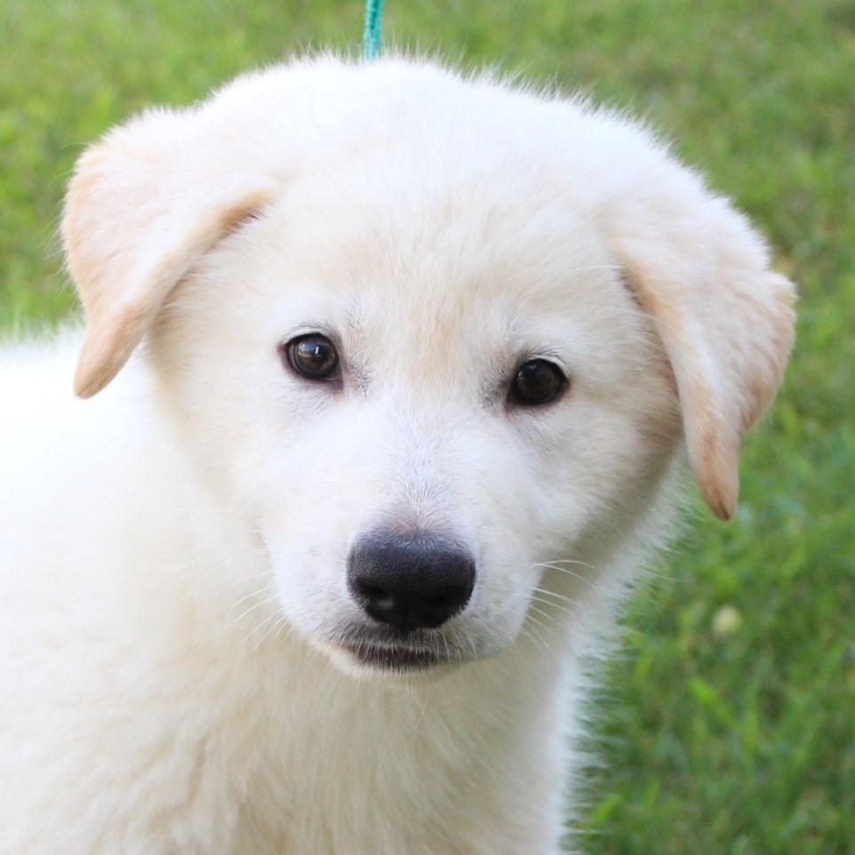 Enlarge Micky, a Adopted mixed breed in Eaton, OH image 1/6
