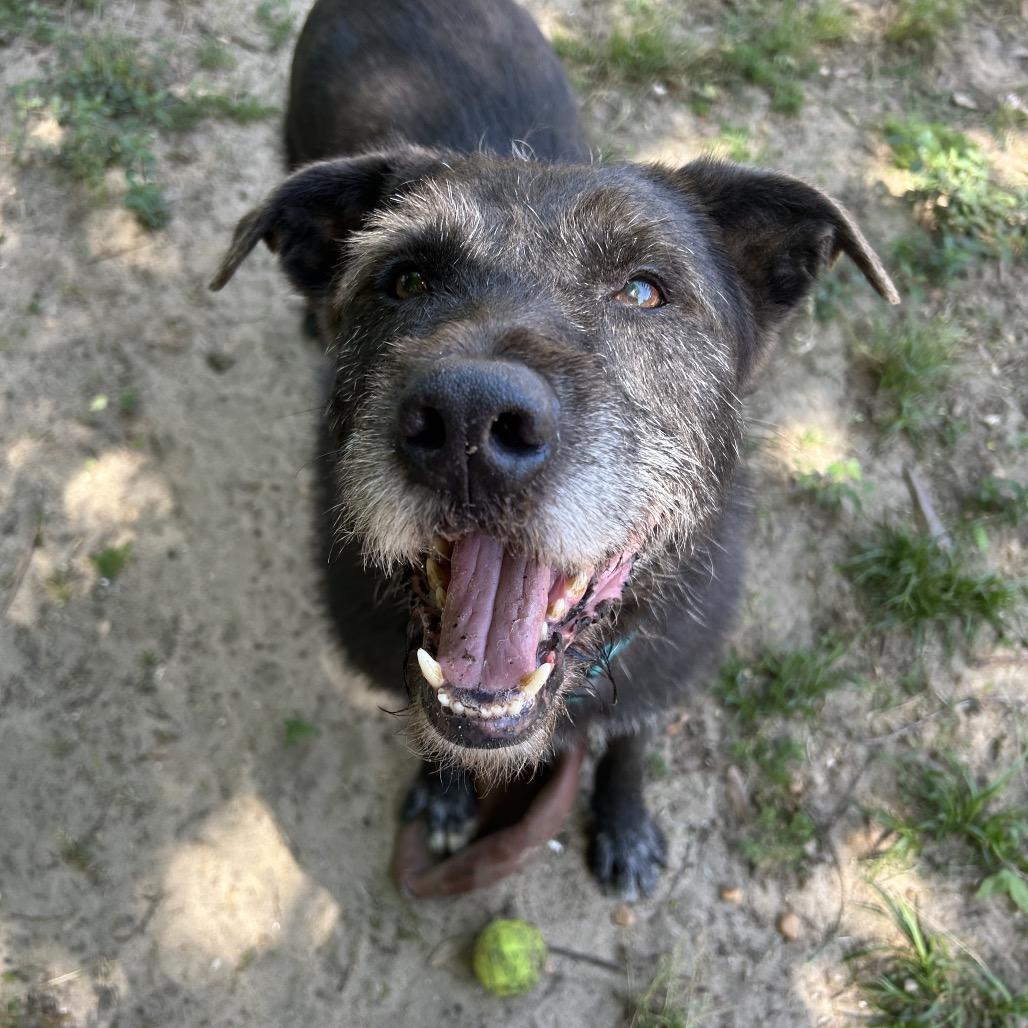 Lowkee, Adoptable, Adult Male Mixed Breed.