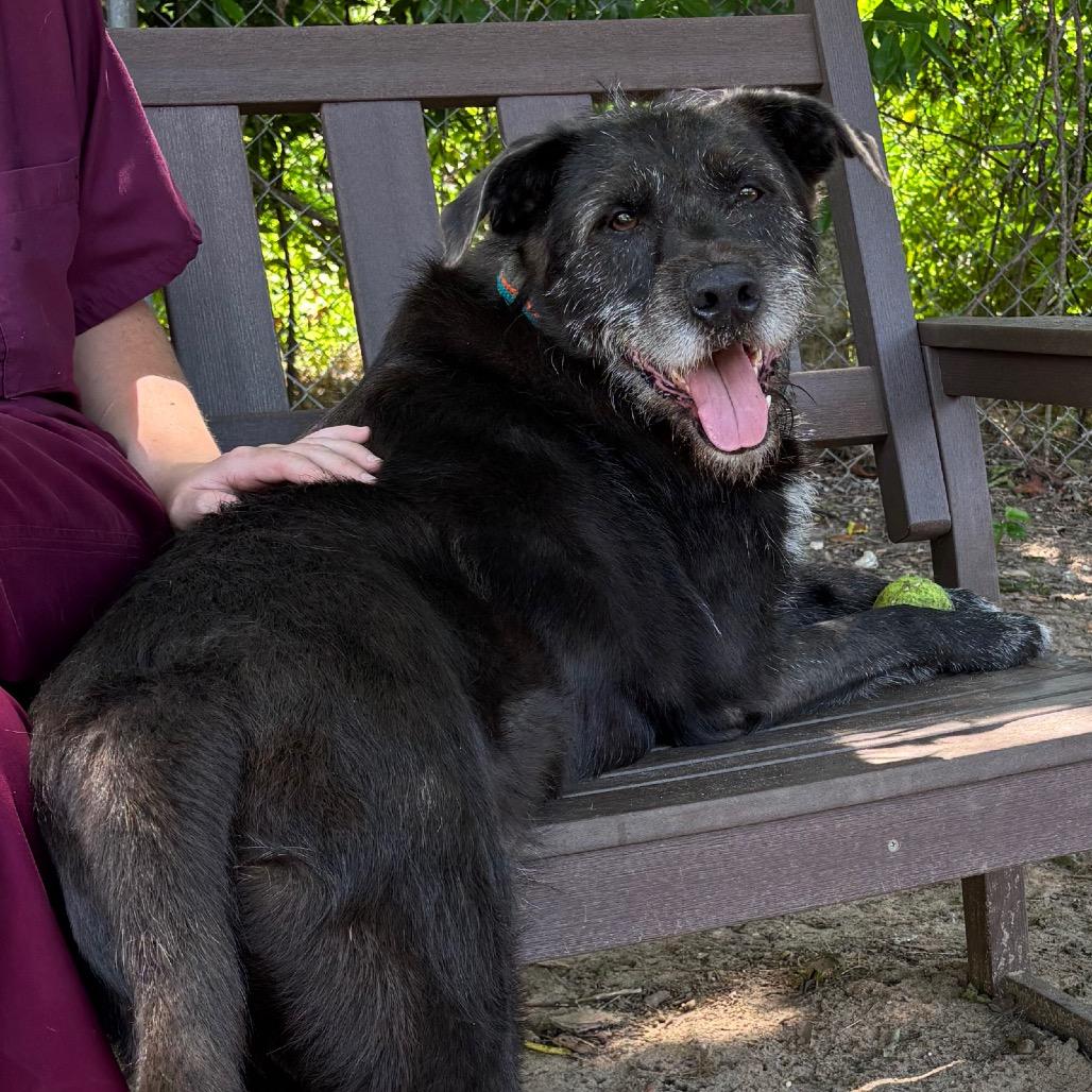 Enlarge Lowkee, a Adoptable Mixed Breed in Pensacola, FL image 2/6