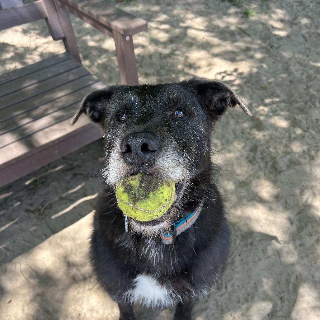 Enlarge Lowkee, a Adoptable Mixed Breed in Pensacola, FL image 2/6