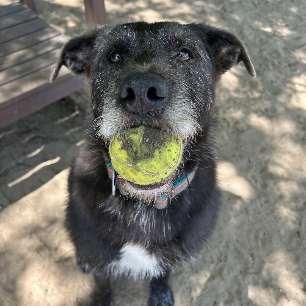 Enlarge Lowkee, a Adoptable Mixed Breed in Pensacola, FL image 3/6