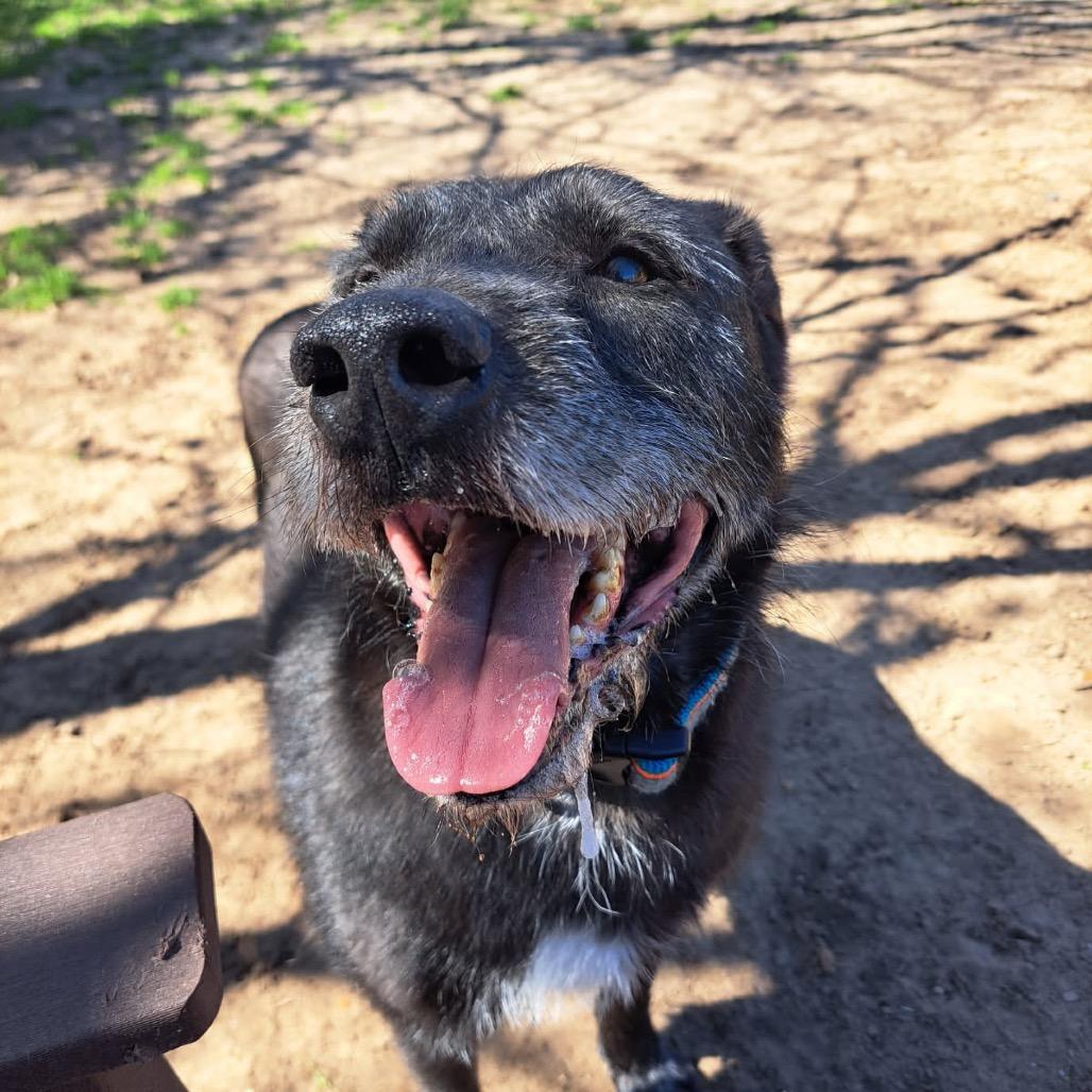 Enlarge Lowkee, a Adoptable Mixed Breed in Pensacola, FL image 1/2