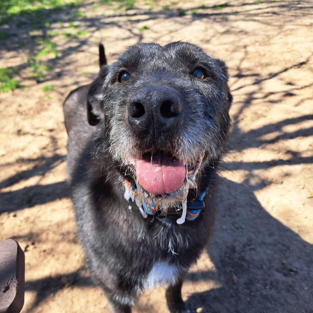 Enlarge Lowkee, a Adoptable Mixed Breed in Pensacola, FL image 2/2