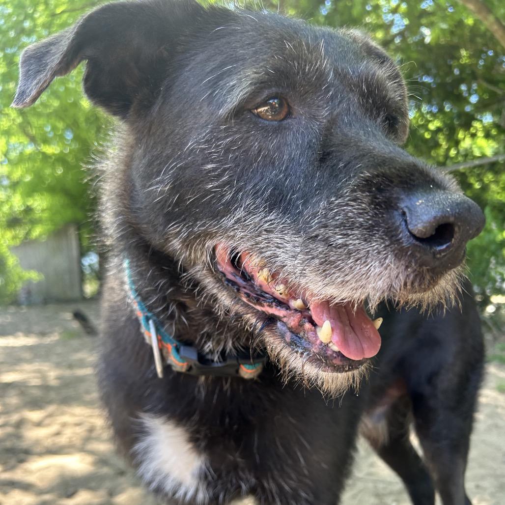 Enlarge Lowkee, a Adoptable Mixed Breed in Pensacola, FL image 6/6