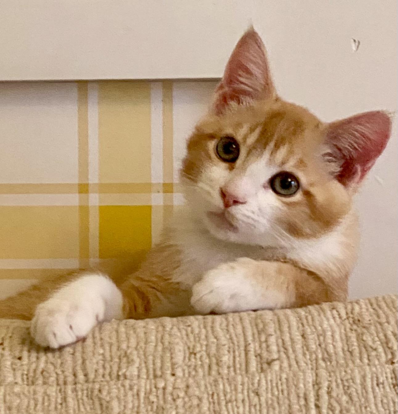 Enlarge Jeffrey Darwin, a Adopted Domestic Short Hair in North Logan, UT image 1/2