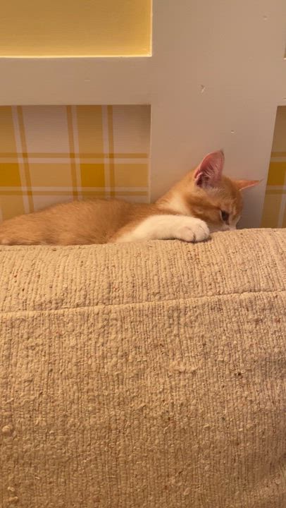 Enlarge Jeffrey Darwin, a Adopted Domestic Short Hair in North Logan, UT video 2/2