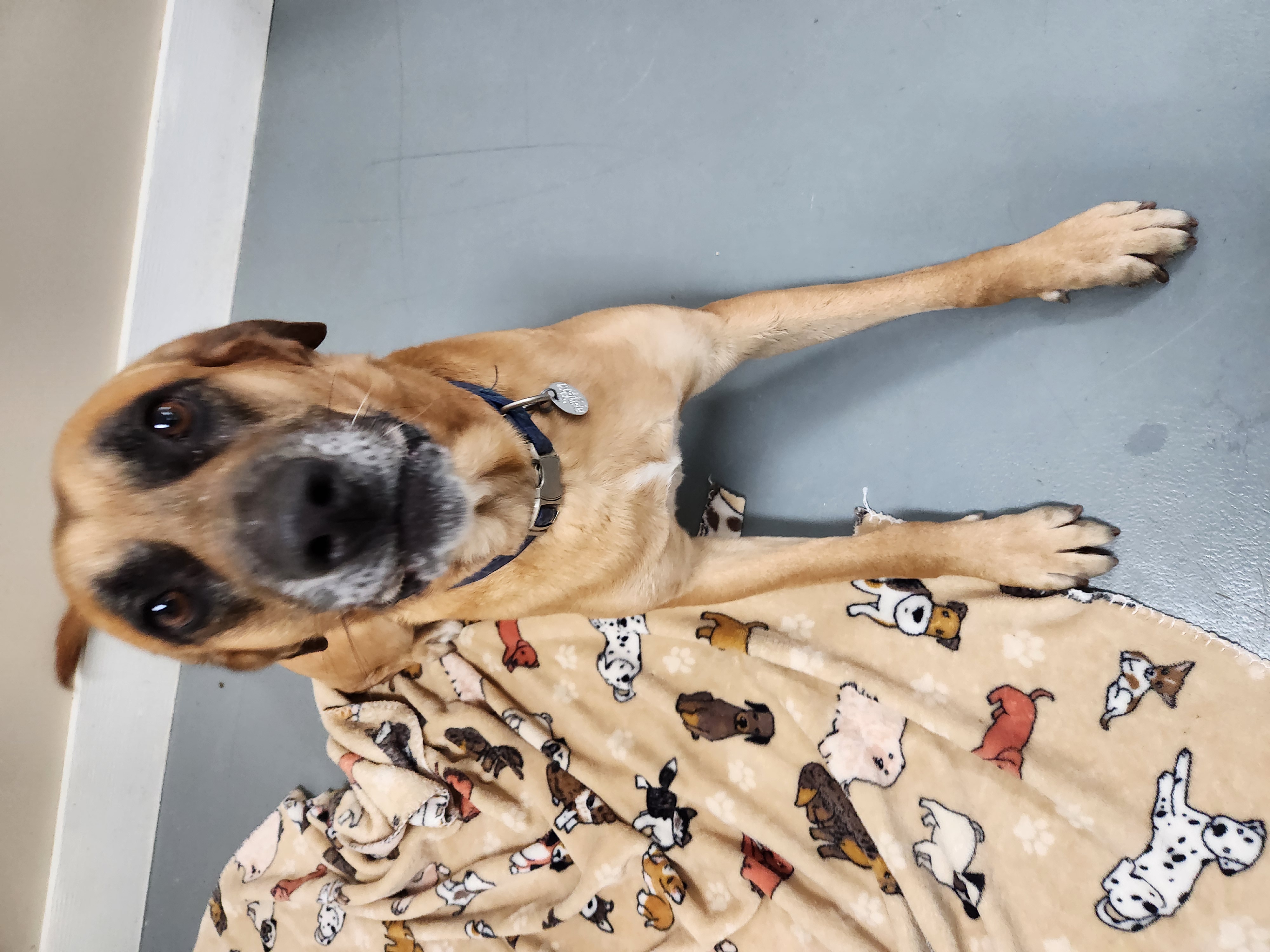 Boon, a Adoptable Mountain Cur in Hawk Point, MO image 2/4