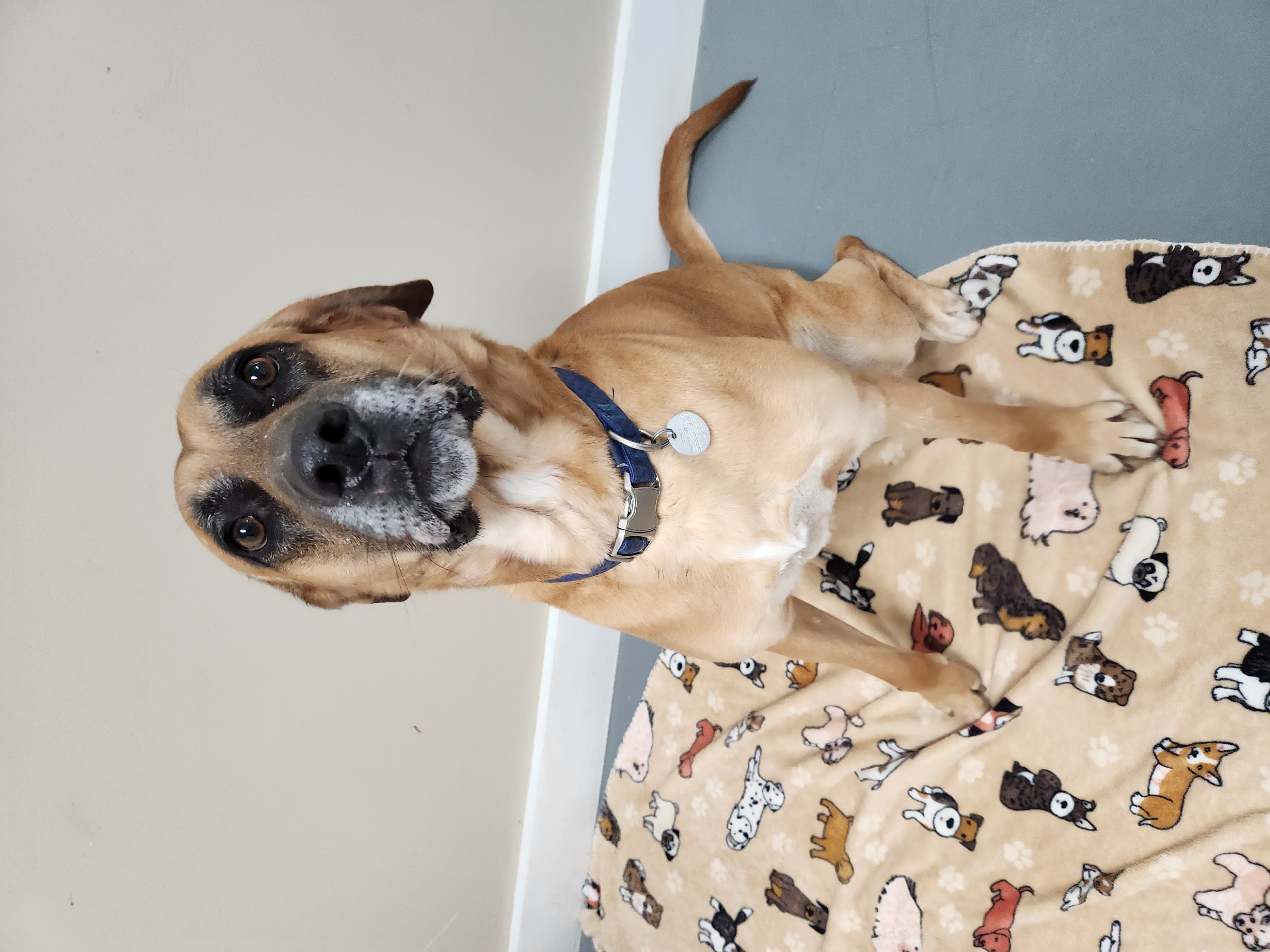 Boon, a Adoptable Mountain Cur in Hawk Point, MO image 1/4