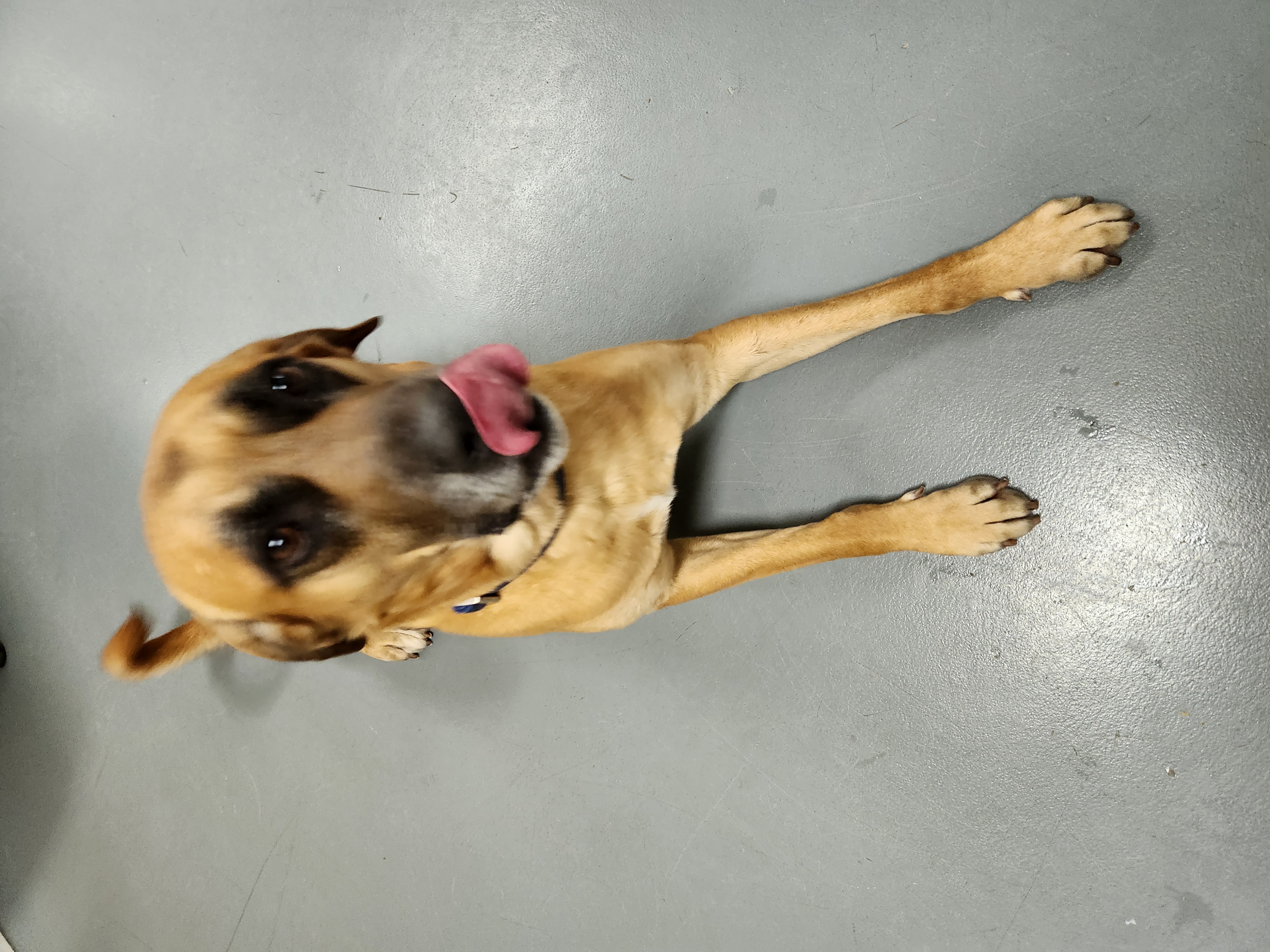 Boon, a Adoptable Mountain Cur in Hawk Point, MO image 4/4