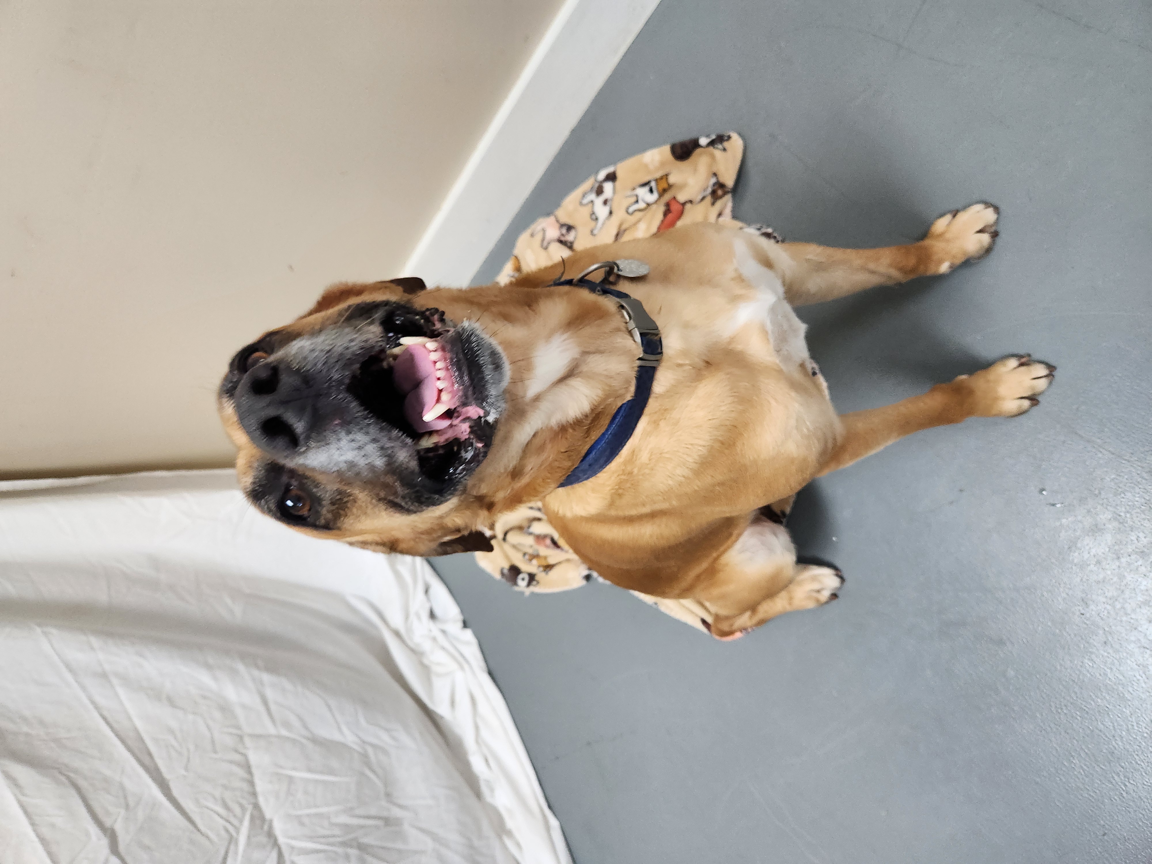 Boon, a Adoptable Mountain Cur in Hawk Point, MO image 3/4