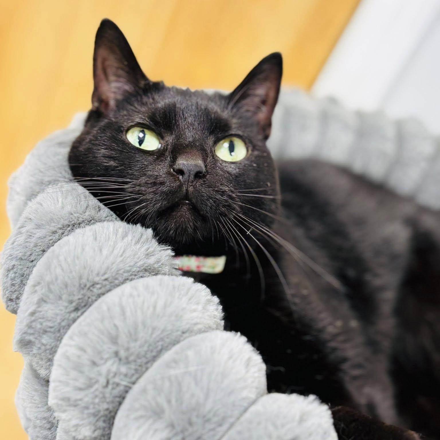 Enlarge Winnie, a ADOPTABLE Domestic Short Hair in Effingham, IL image 2/3