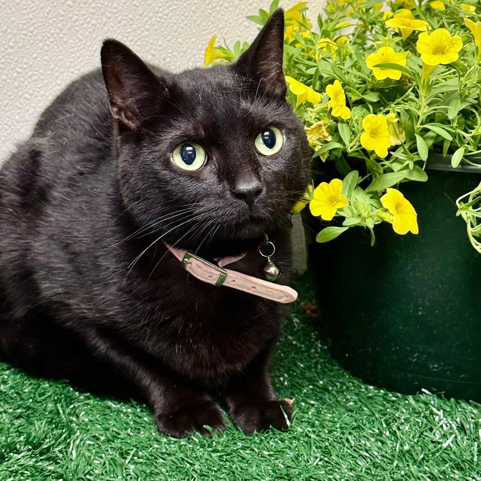 Winnie, ADOPTABLE, Adult Female Domestic Short Hair.