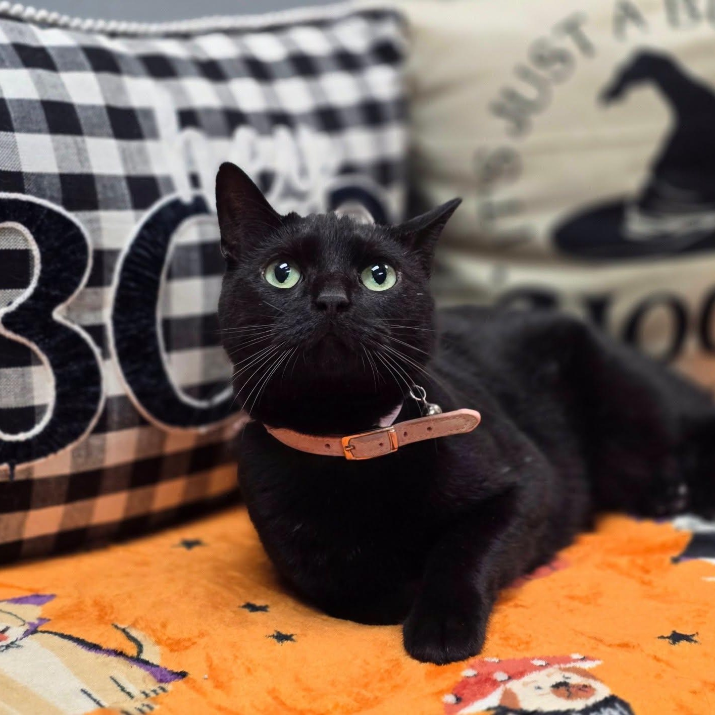 Winnie, Adoptable, Adult Female Domestic Short Hair.