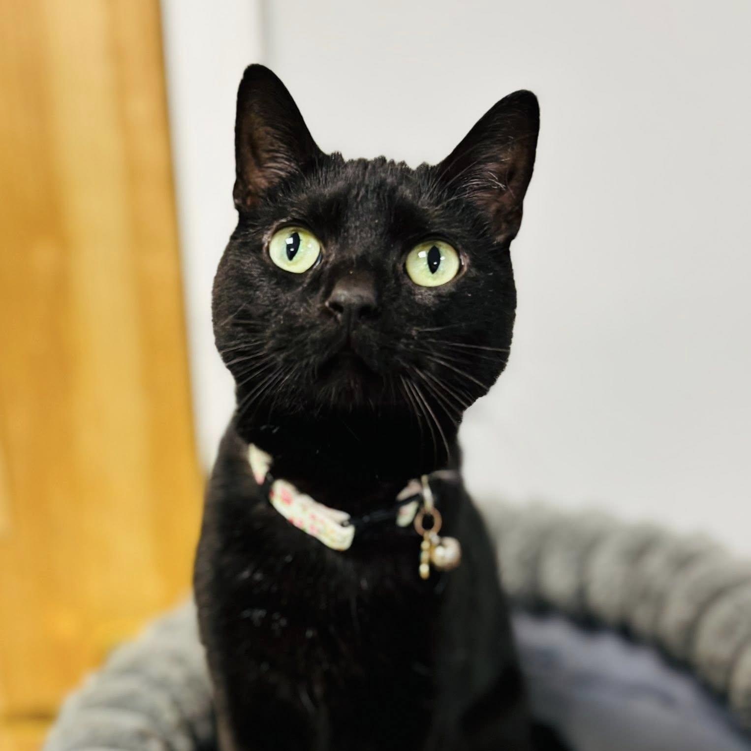 Enlarge Winnie, a ADOPTABLE Domestic Short Hair in Effingham, IL image 1/3