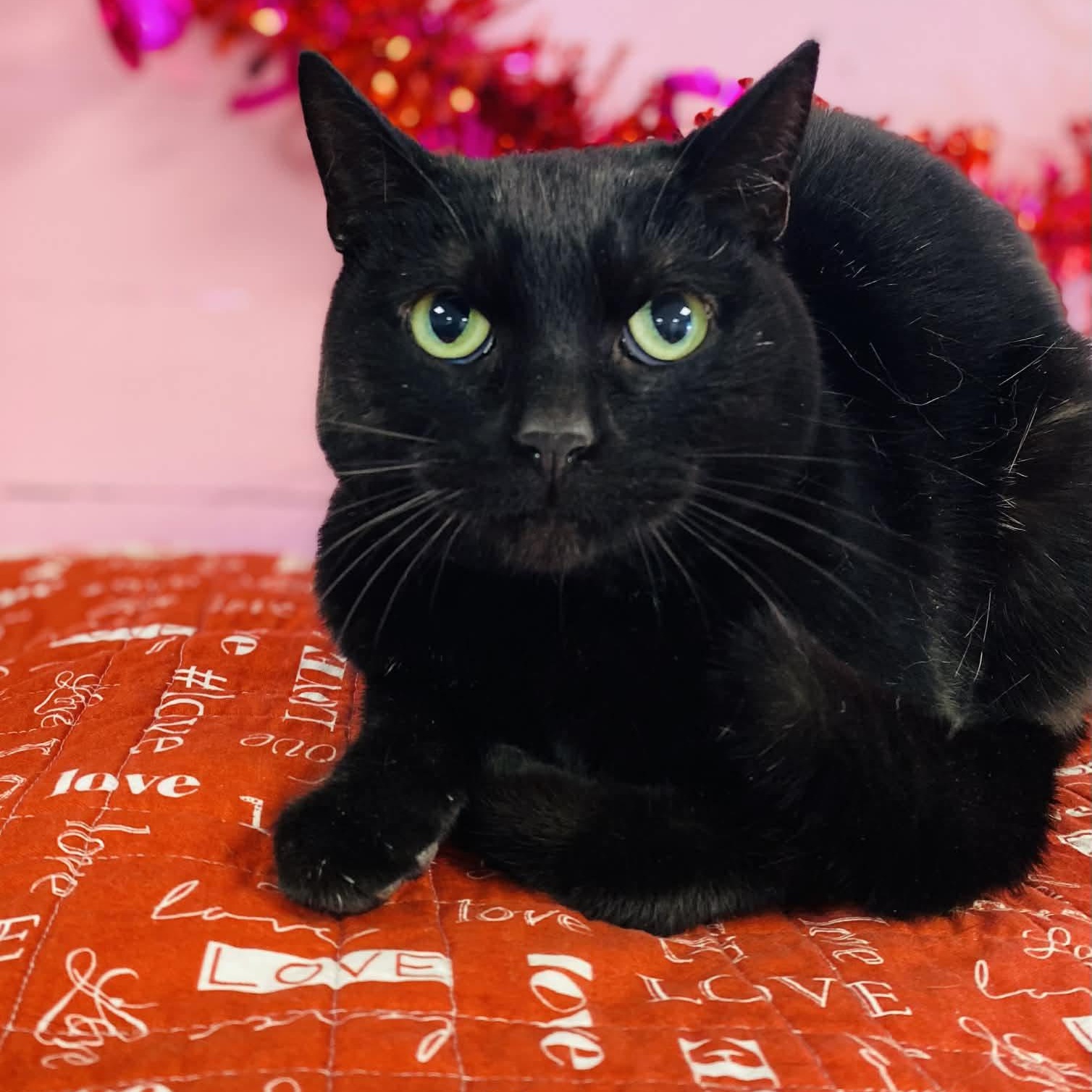 Enlarge Winnie, a ADOPTABLE Domestic Short Hair in Effingham, IL image 3/3