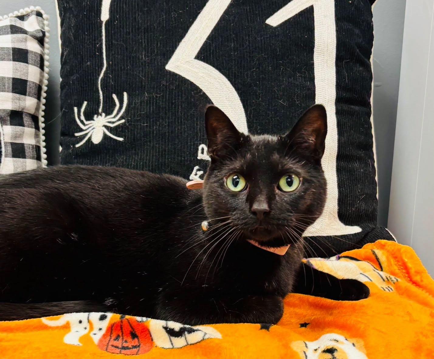 Enlarge Winnie, a Adoptable Domestic Short Hair in Effingham, IL image 2/5