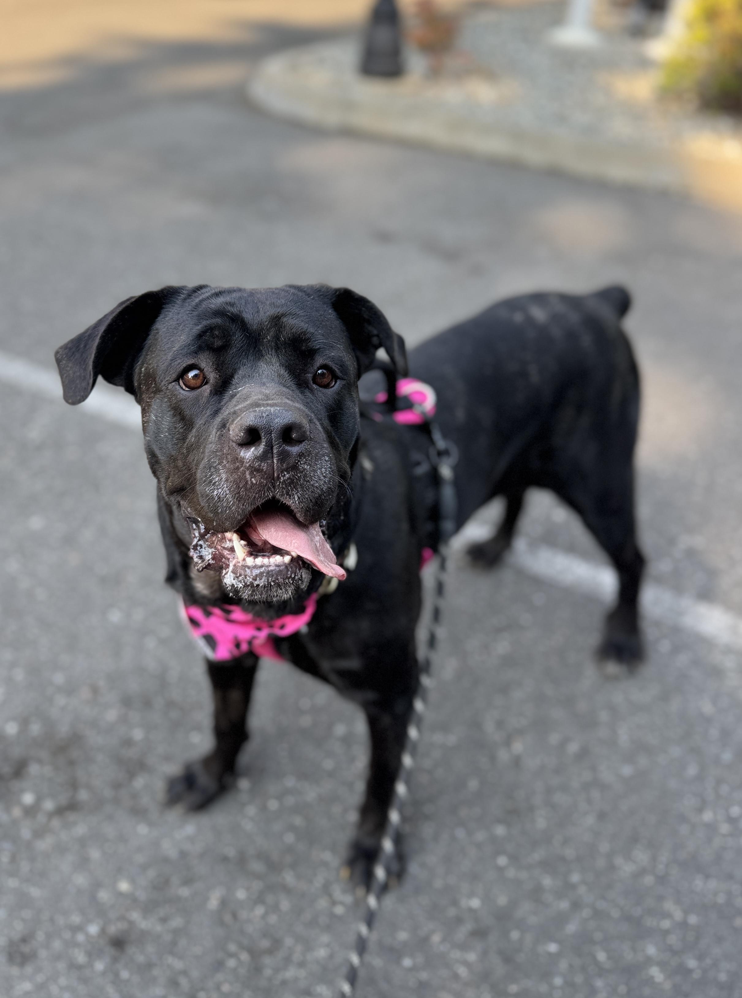 Enlarge Elka, a Adoptable Cane Corso in lynnwood , WA image 3/6