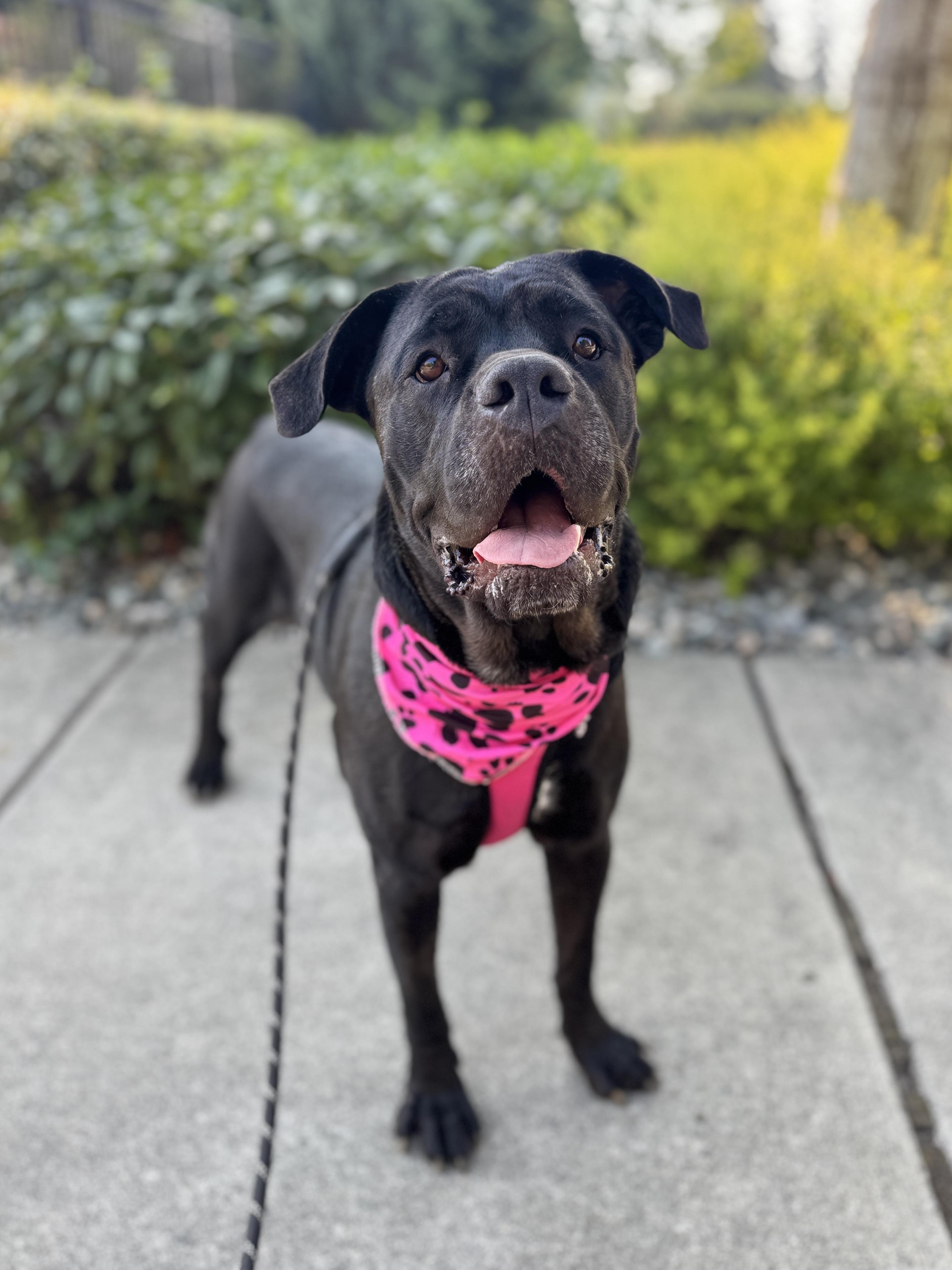 Enlarge Elka, a Adoptable Cane Corso in lynnwood , WA image 1/6