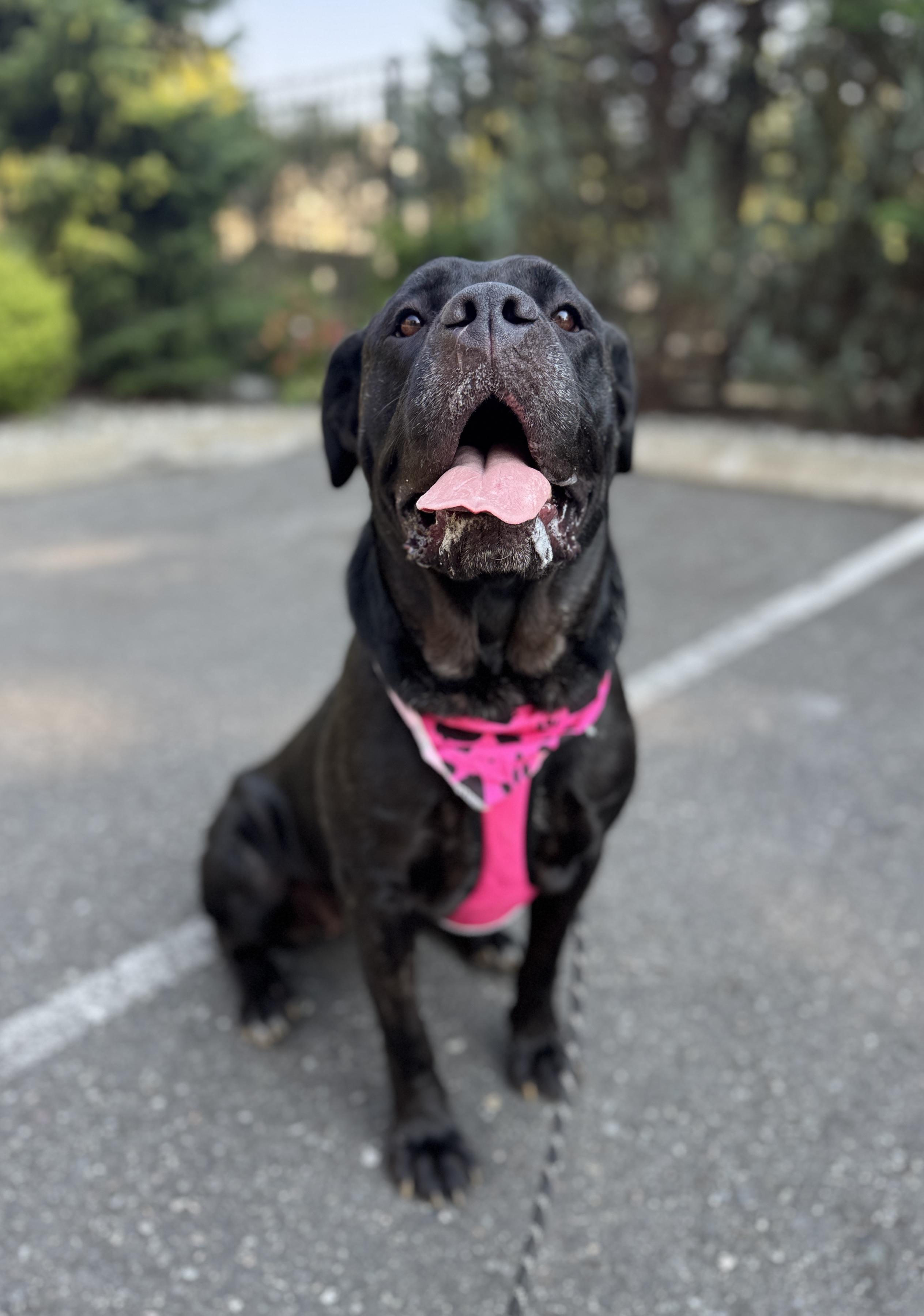 Enlarge Elka, a Adoptable Cane Corso in lynnwood , WA image 2/6
