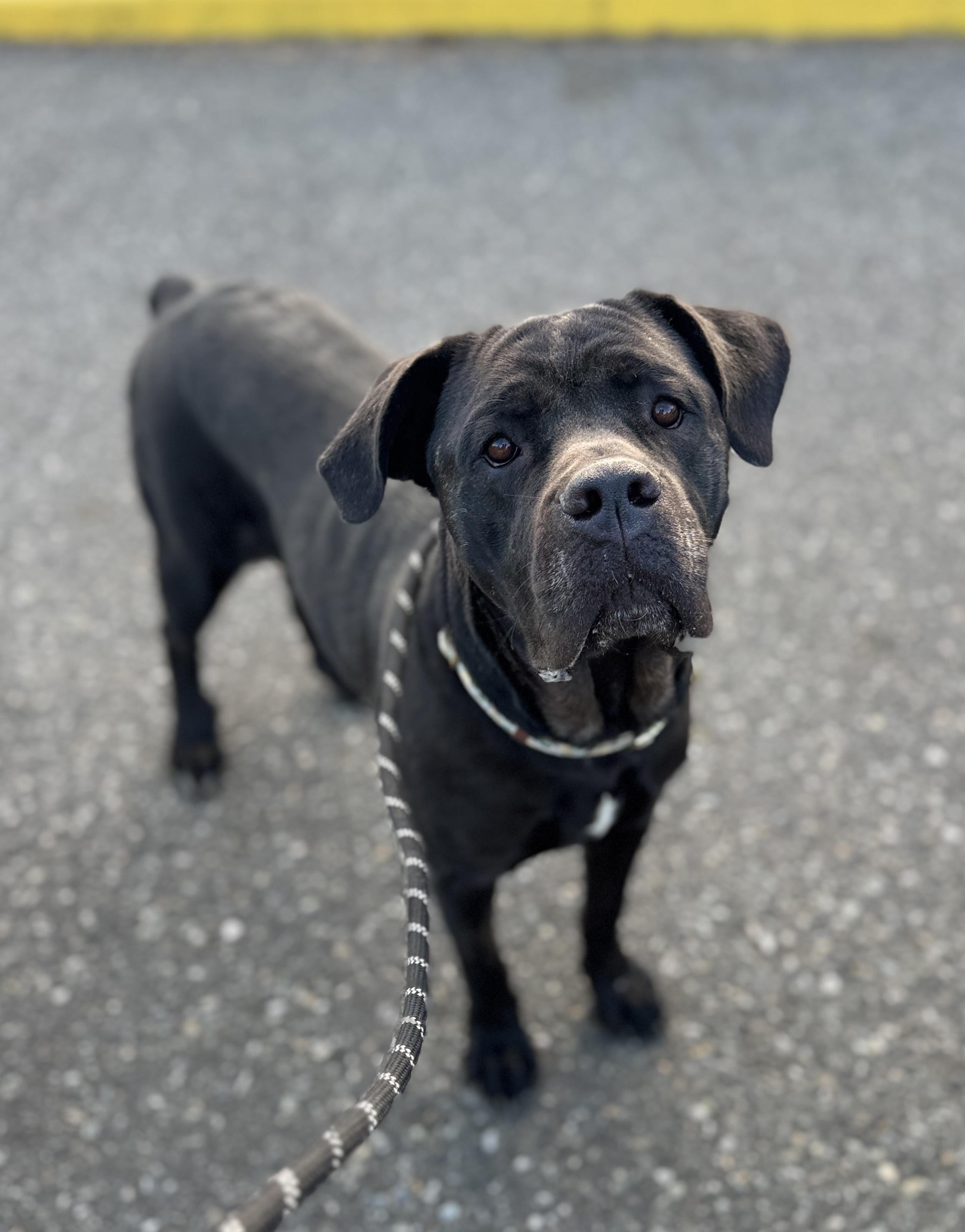Enlarge Elka, a Adoptable Cane Corso in lynnwood , WA image 6/6