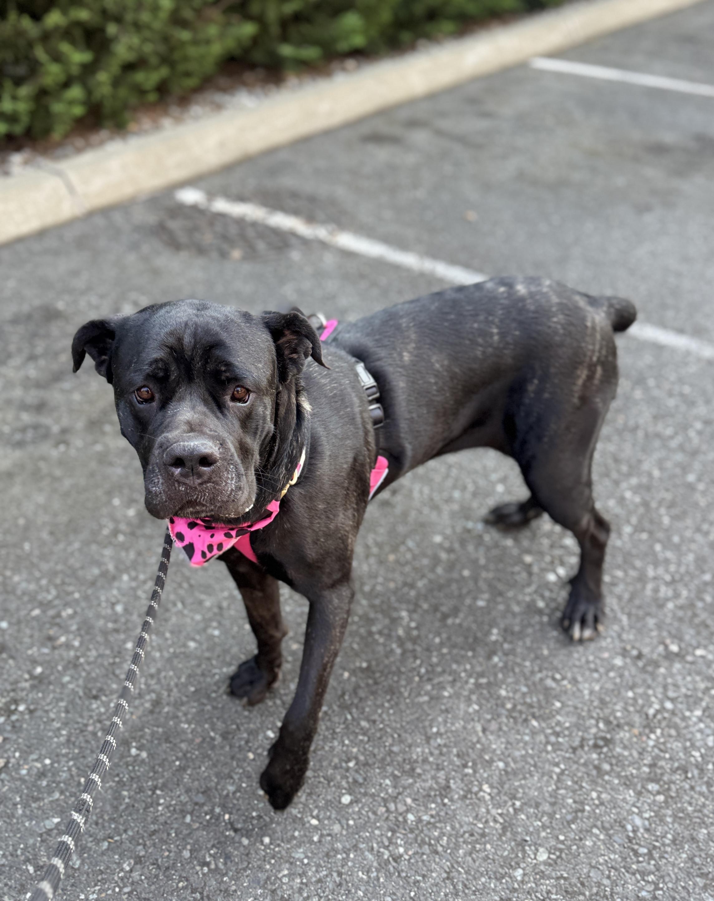 Enlarge Elka, a Adoptable Cane Corso in lynnwood , WA image 4/6