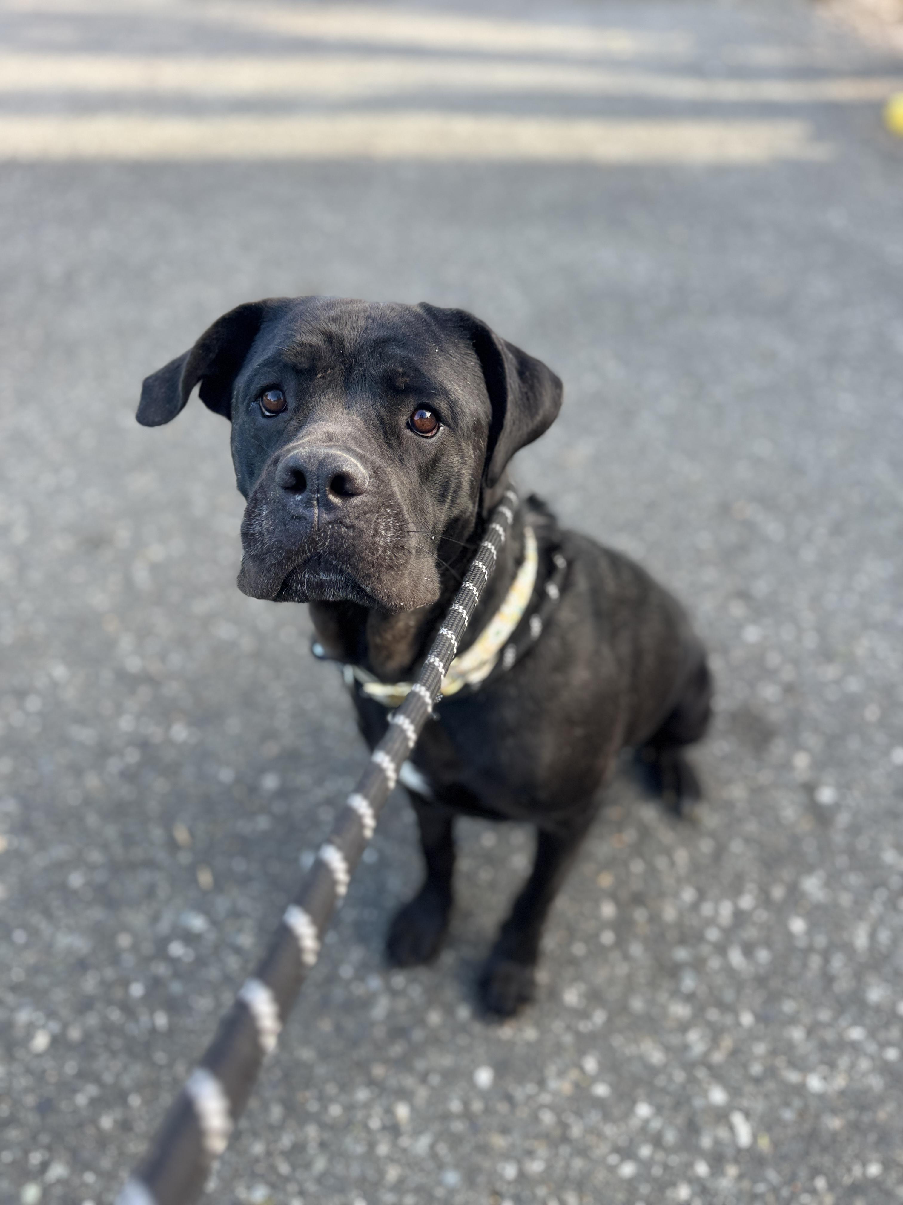 Enlarge Elka, a Adoptable Cane Corso in lynnwood , WA image 5/6