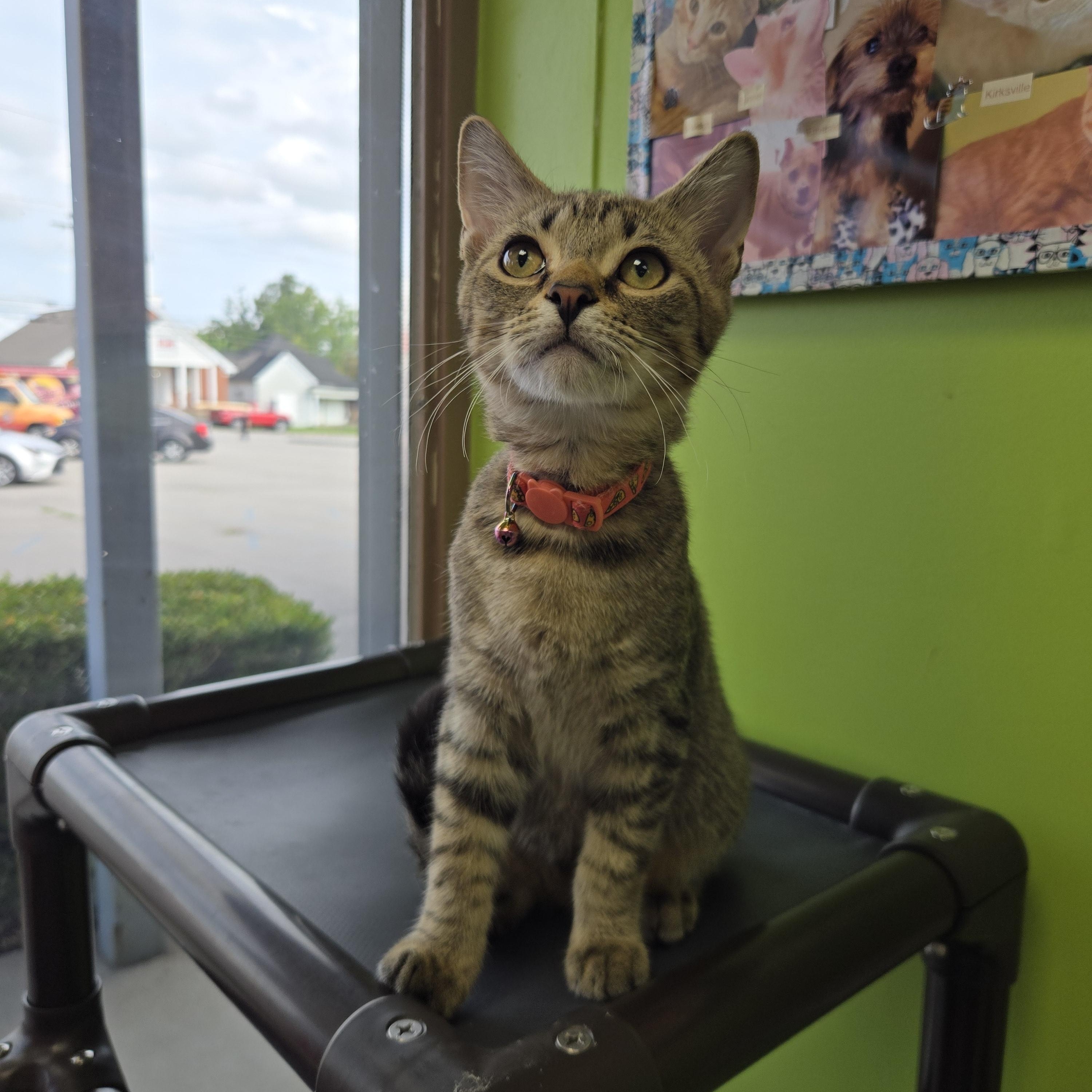 Enlarge Razzles, a Adopted Domestic Short Hair in Richmond, KY image 1/6