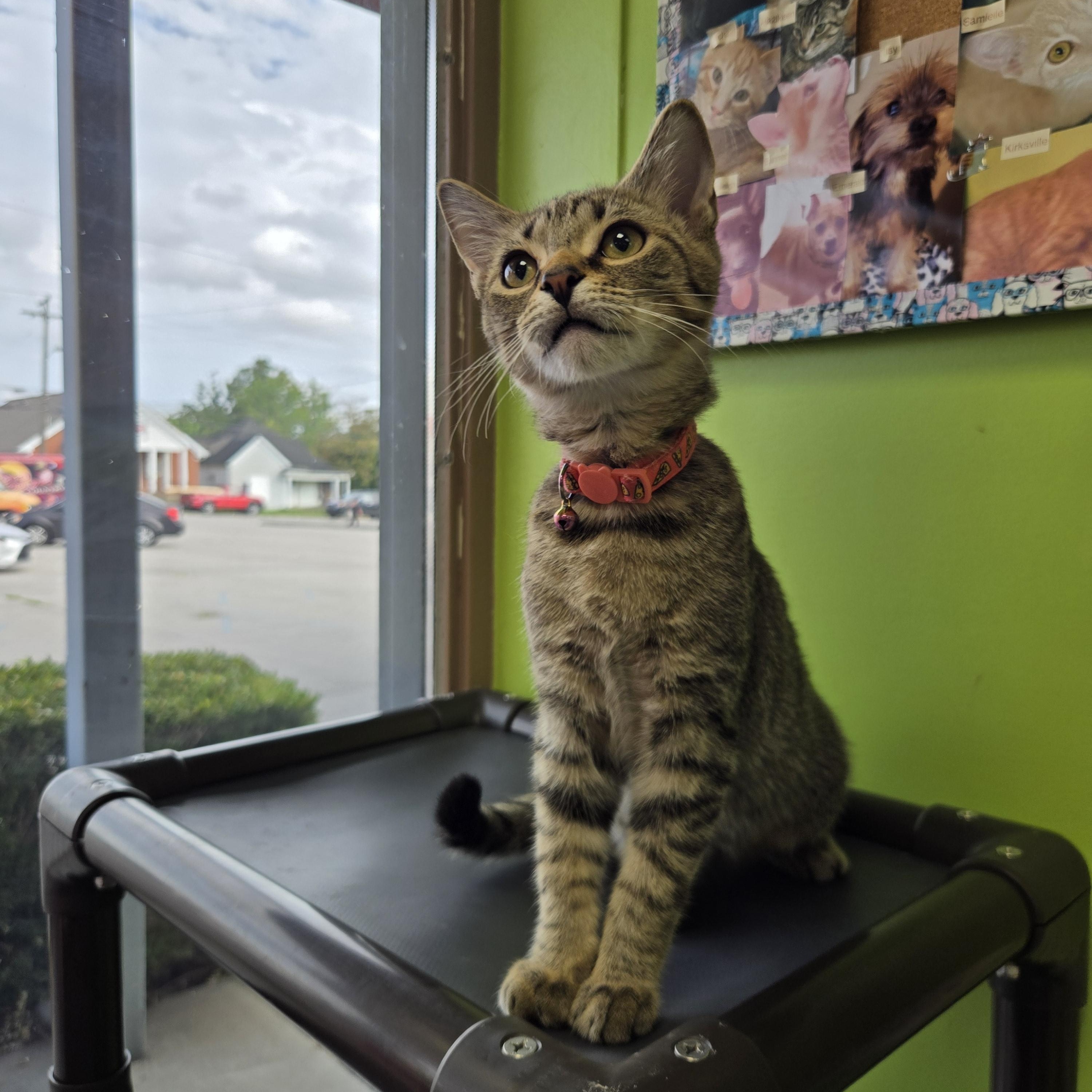 Enlarge Razzles, a Adopted Domestic Short Hair in Richmond, KY image 3/6